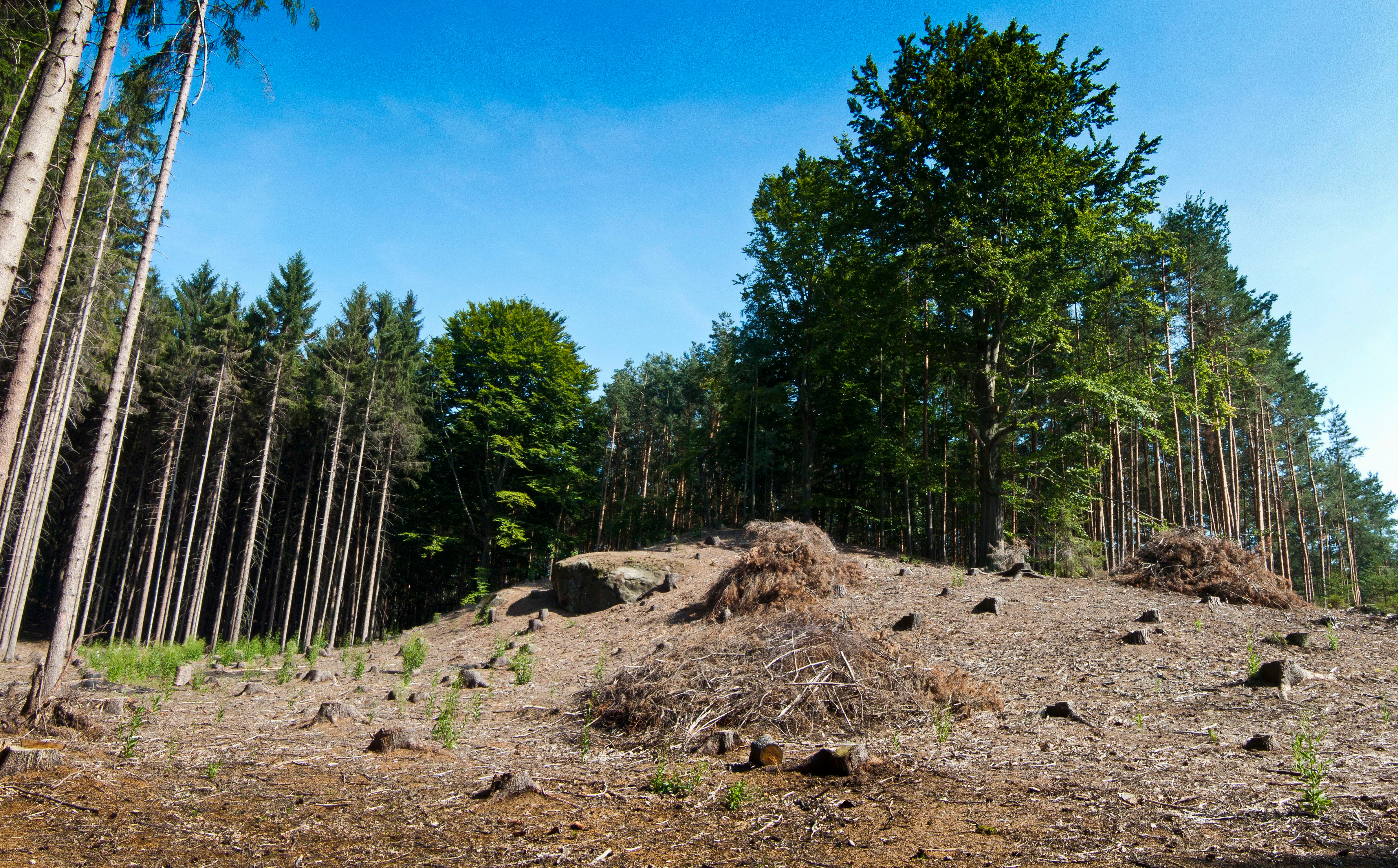 A sunny, partially cleared forest area with cut tree stumps and debris in the foreground, bordered by a standing forest of coniferous and deciduous trees under a clear blue sky.
