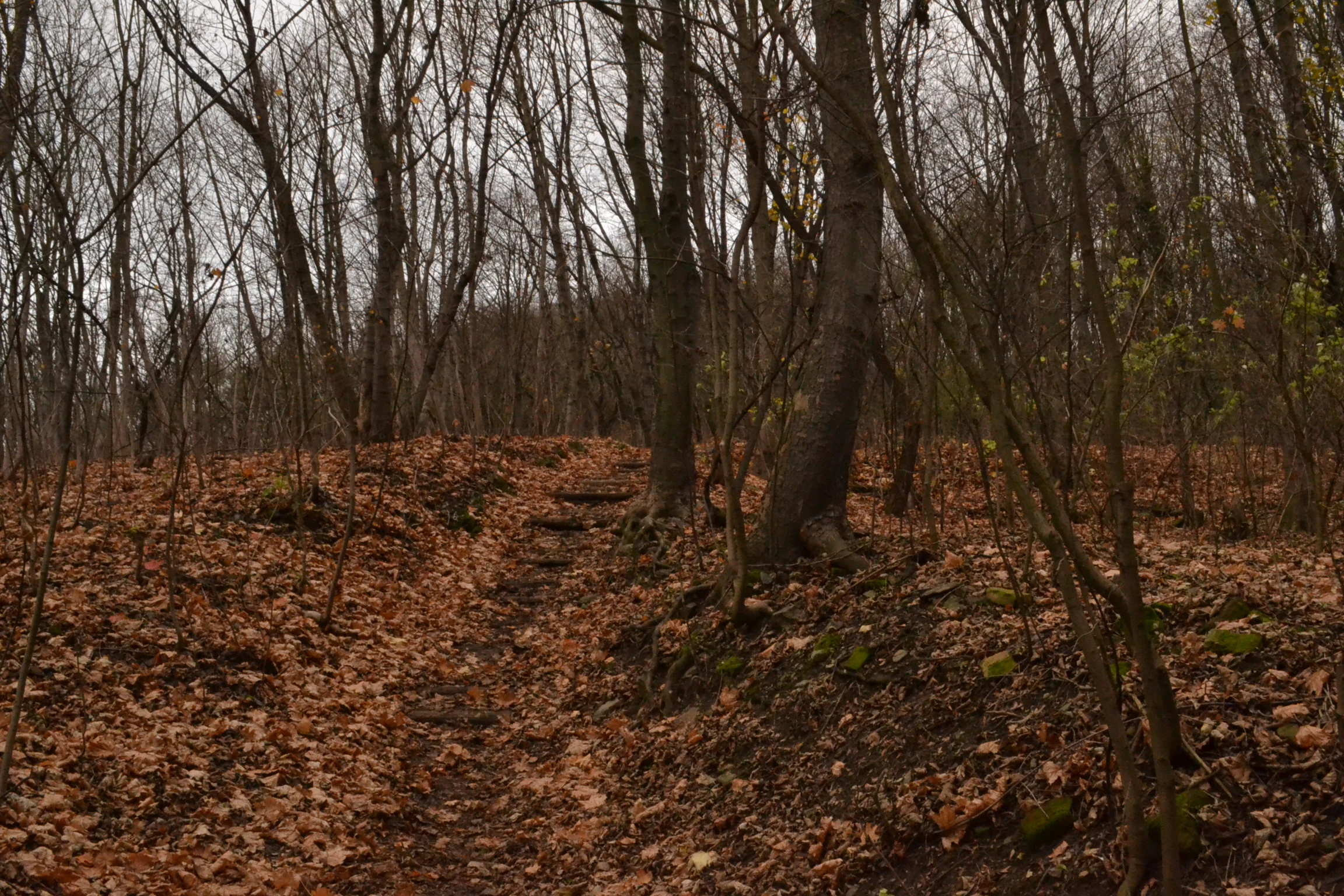 A forest path covered in fallen autumn leaves leads through deciduous trees on an overcast day.