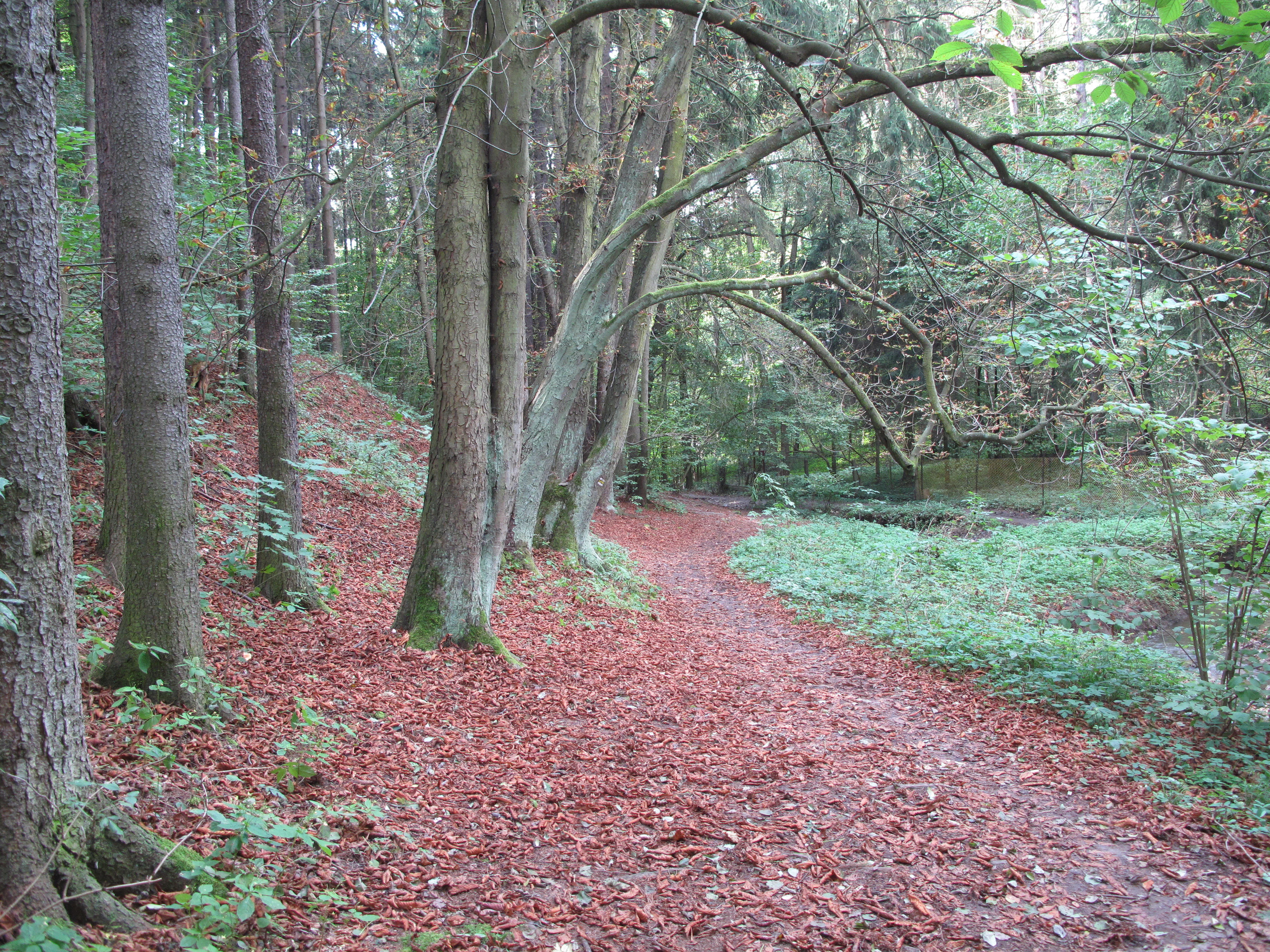 A dirt hiking path covered in autumn leaves winds through a deciduous forest with tall tree trunks lining the left side.