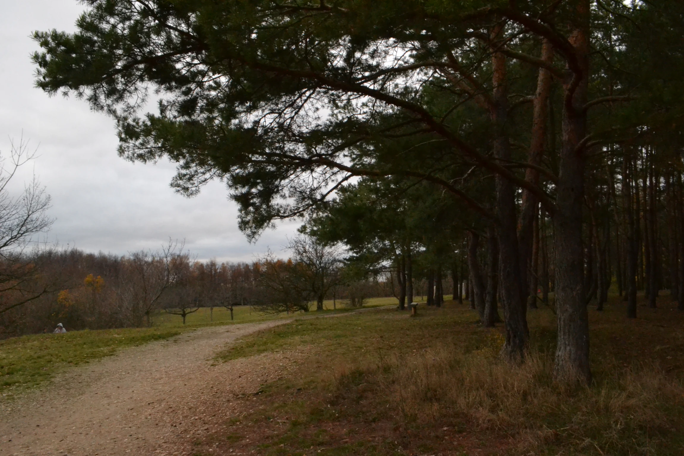 A wide dirt trail curves through a clearing with a dense pine forest on the right under an overcast sky.