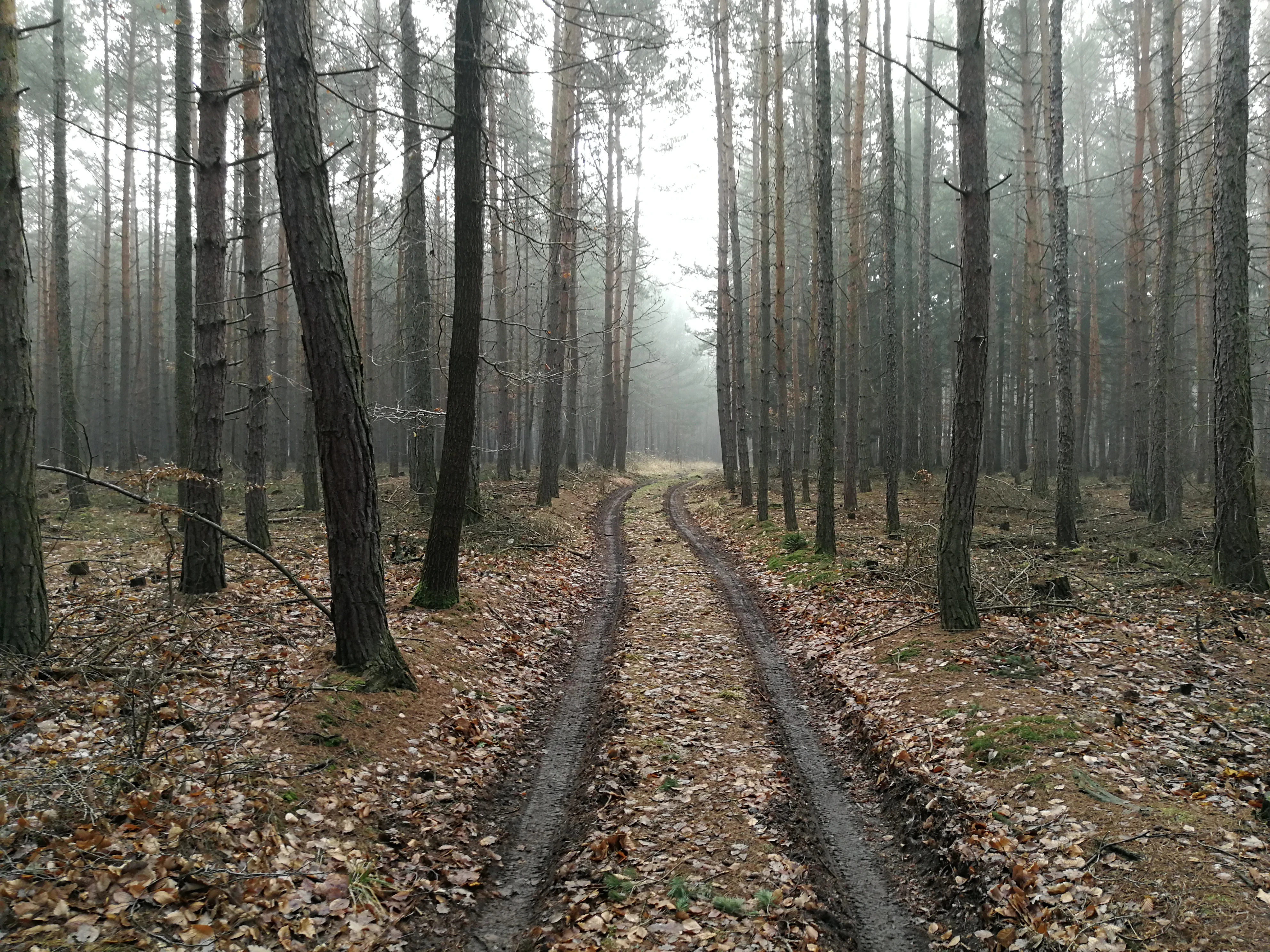 A narrow dirt track with deep tire ruts cuts through a dense pine forest with vertical tree trunks shrouded in a light mist.