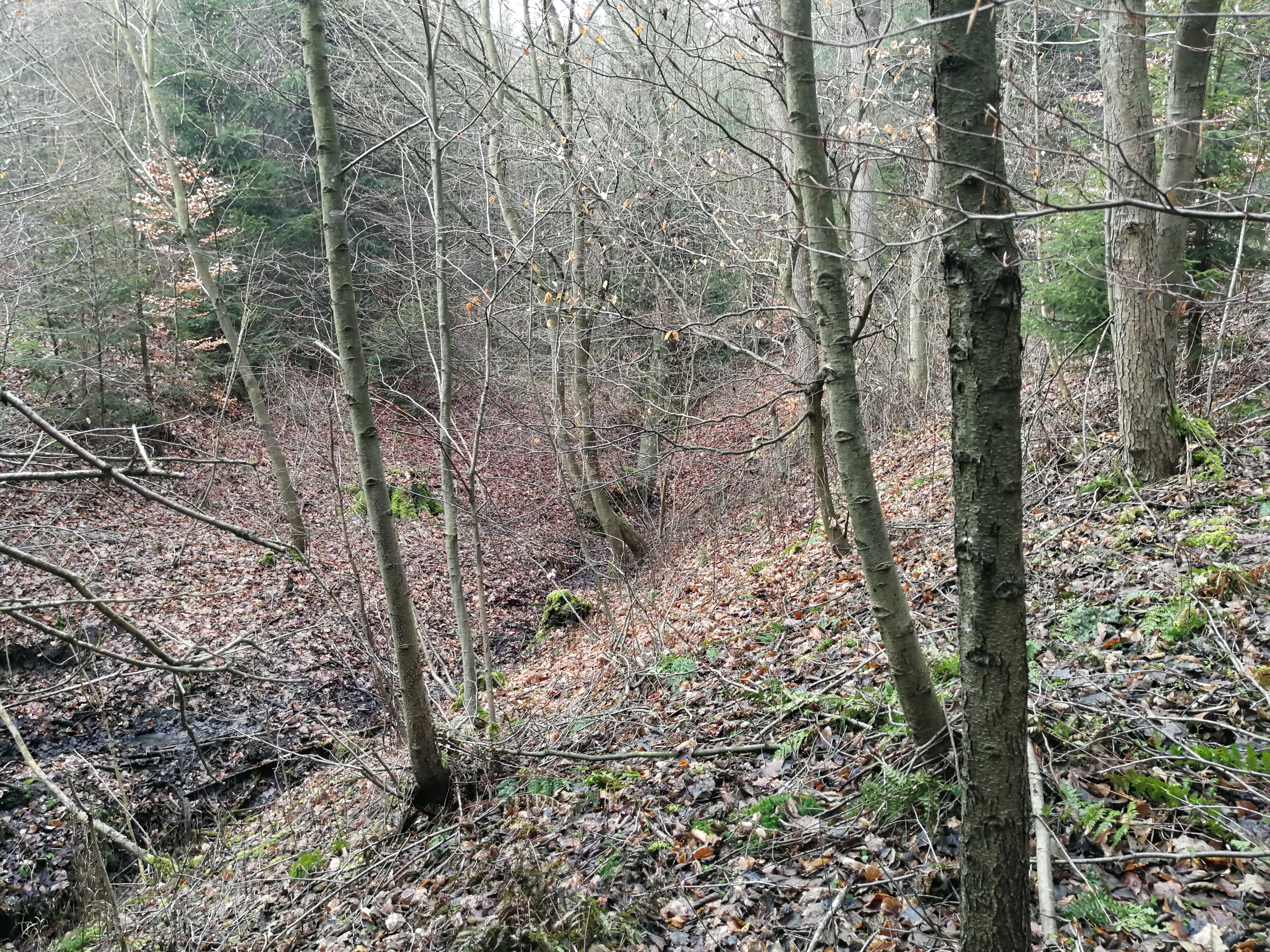 A view into a shallow, leaf-covered woodland ravine with thin tree trunks and bare branches during late autumn or winter.