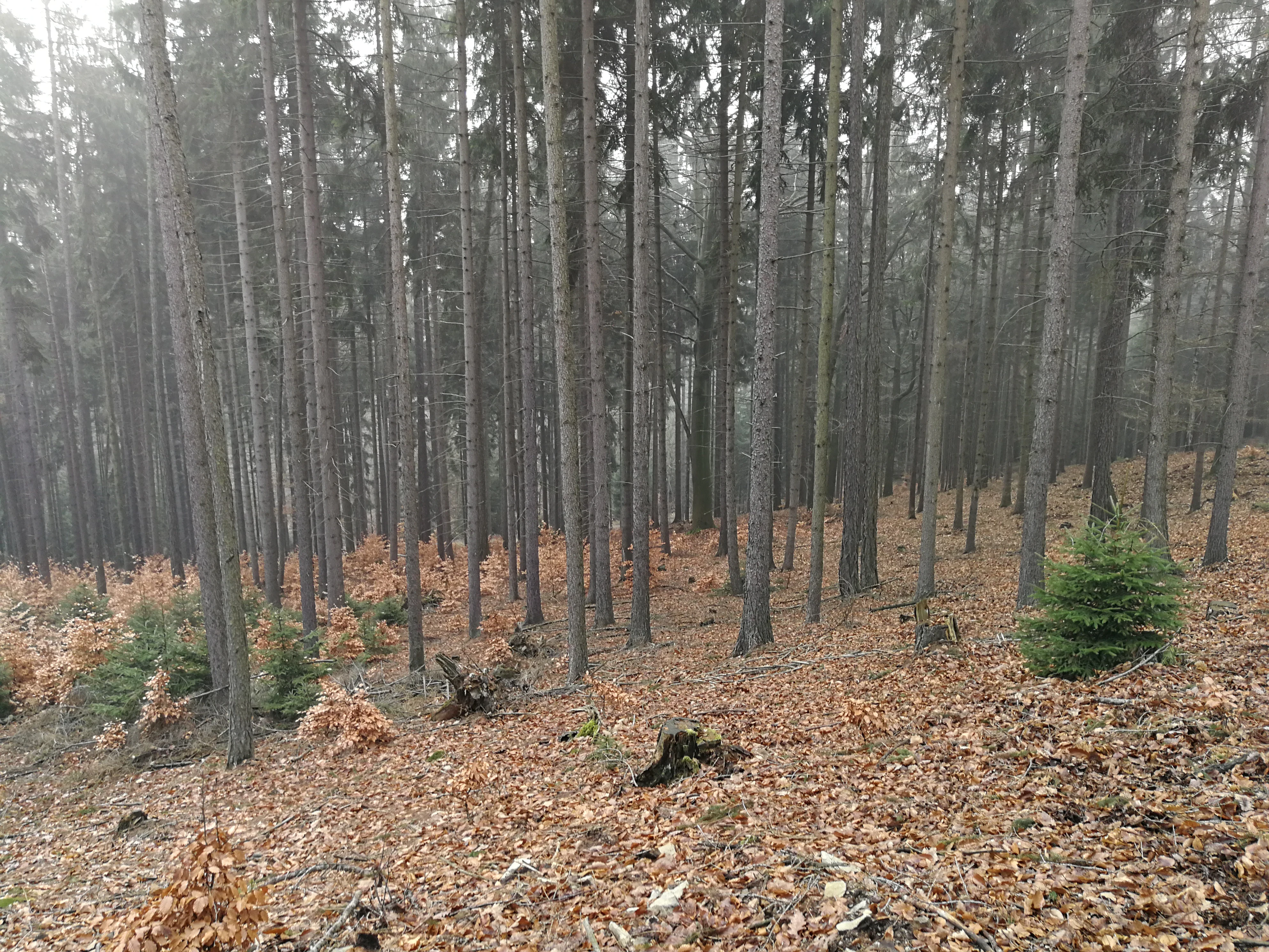 View through a dense woodland with thin, straight tree trunks and a ground covered in brown autumn leaves.