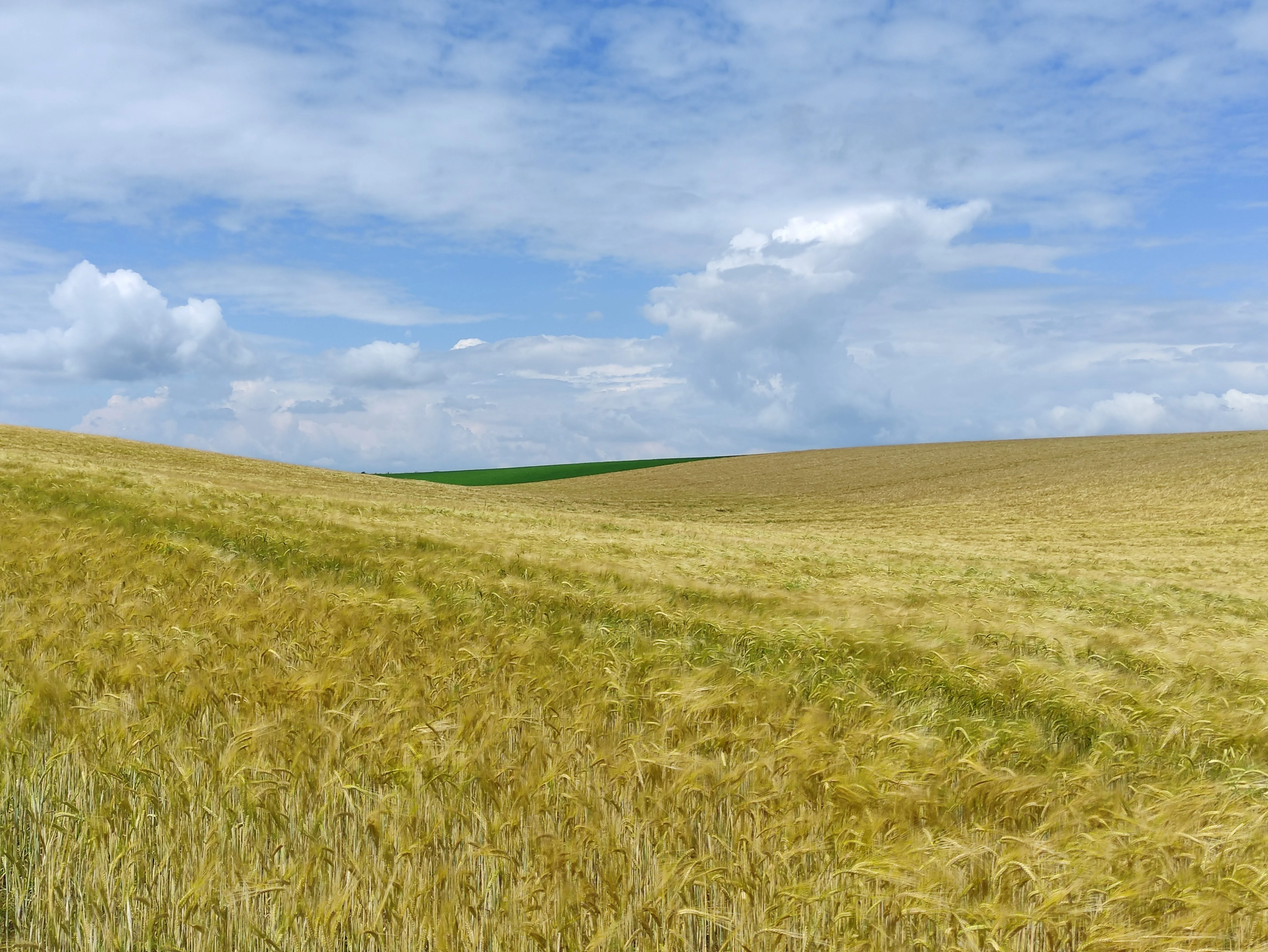 Wide view of a golden wheat or rye field undulating over gentle hills under a blue sky with scattered clouds.