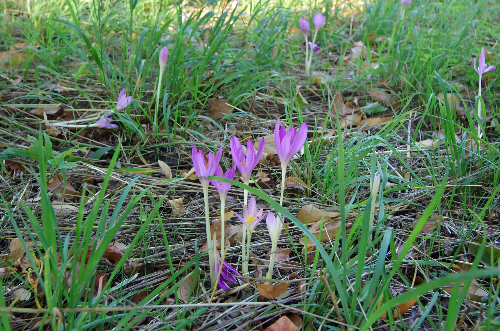 A group of light purple autumn crocus flowers growing in a grassy meadow.
