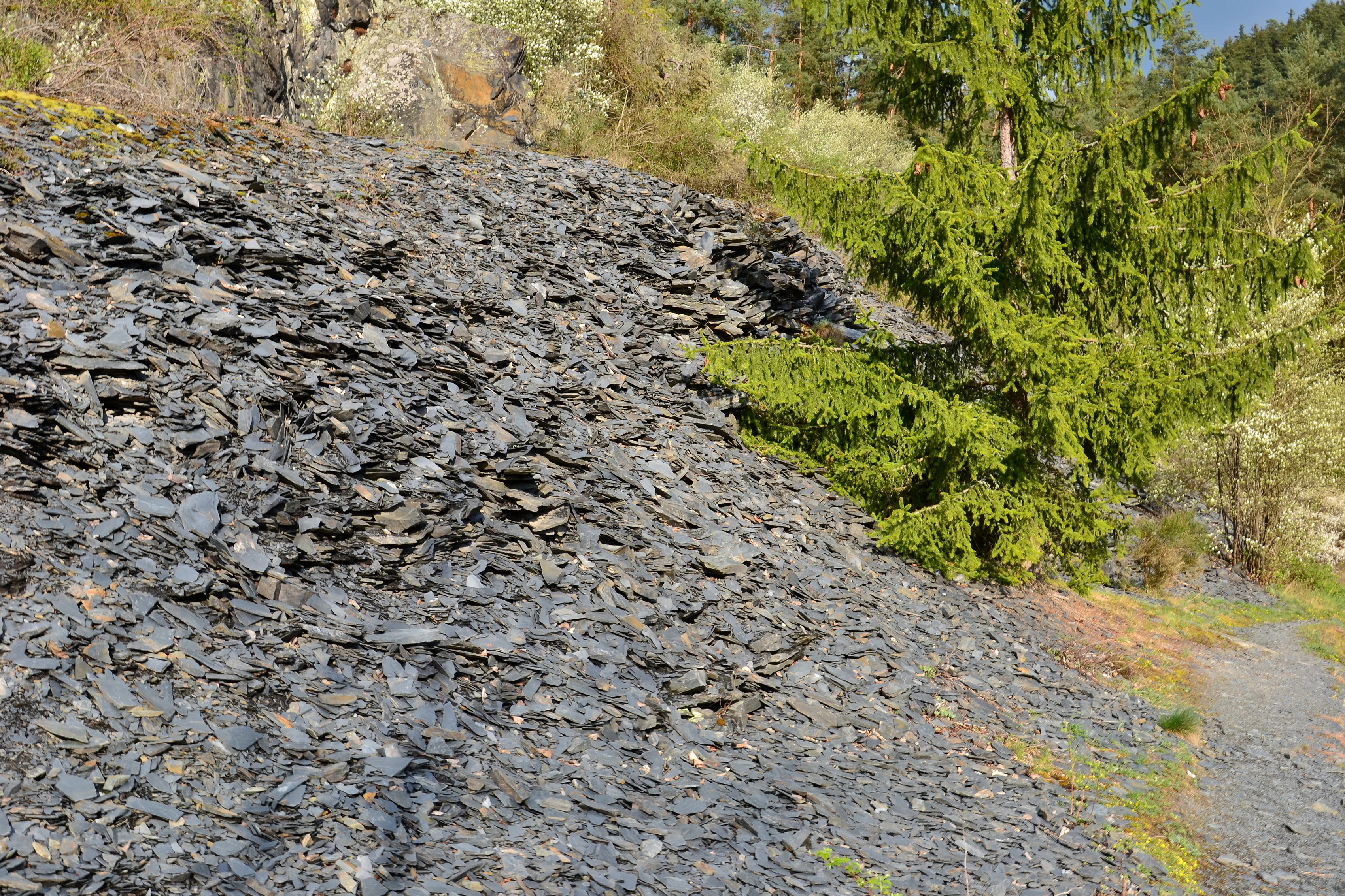 A steep embankment covered in loose, flat dark grey slate fragments, with a single green spruce tree growing on the right side.