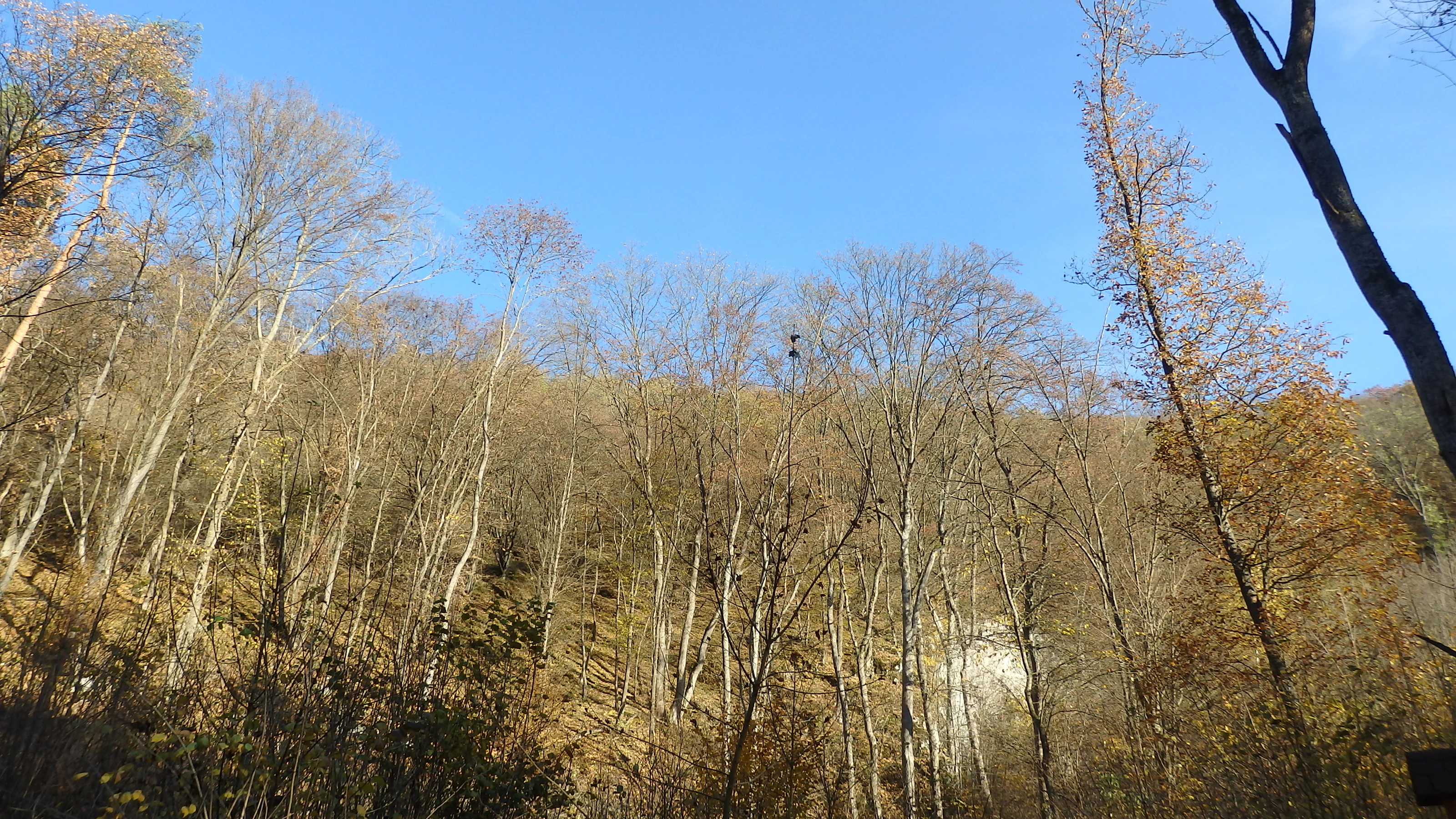 A low angle view looking up at a dense mixed deciduous forest on a hillside under a clear blue sky, with many trees lacking leaves indicating late autumn or winter.