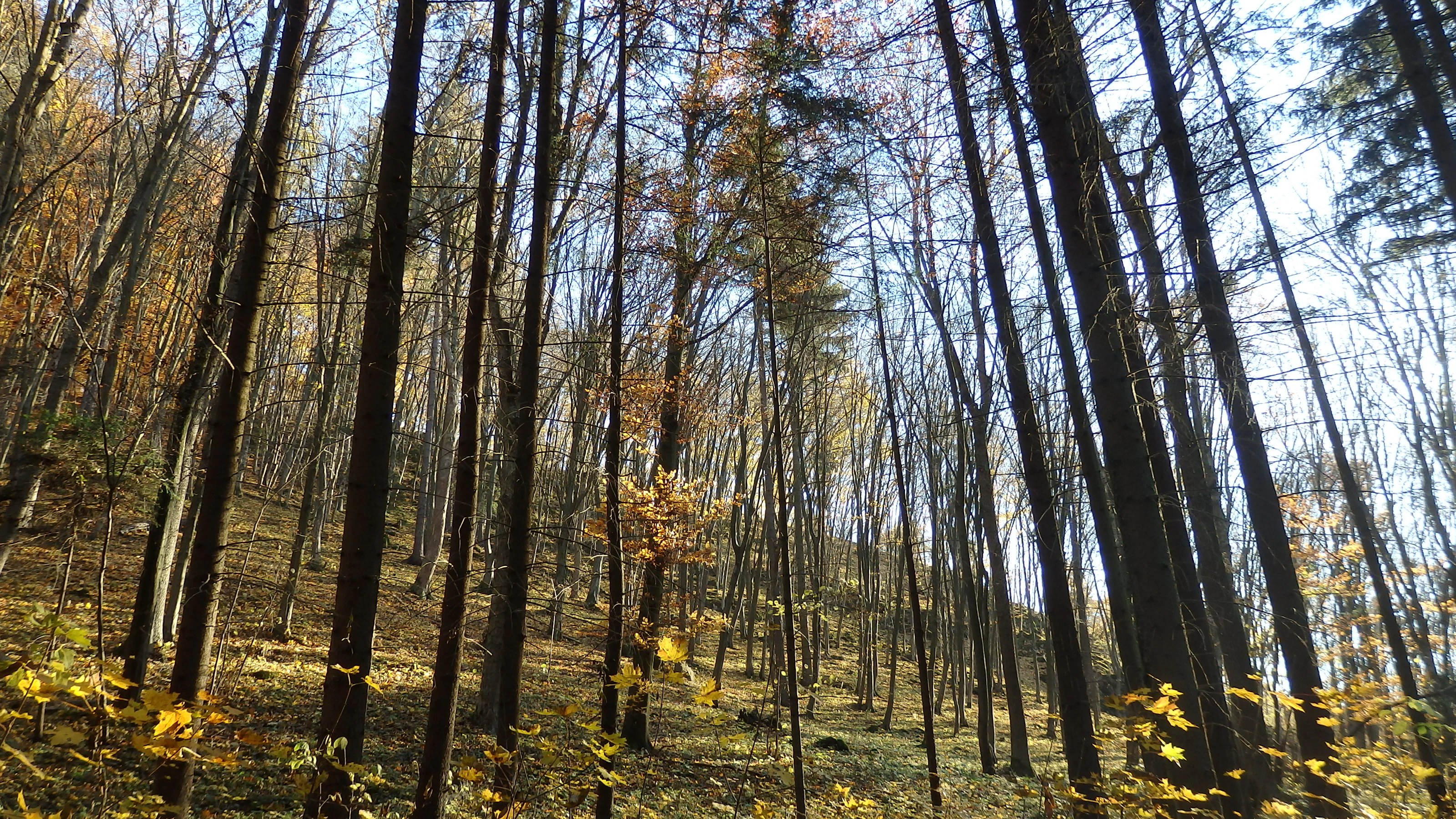A low angle view looking up through a dense mixed forest in autumn, with tall, slender tree trunks and yellow leaves scattered on the forest floor.