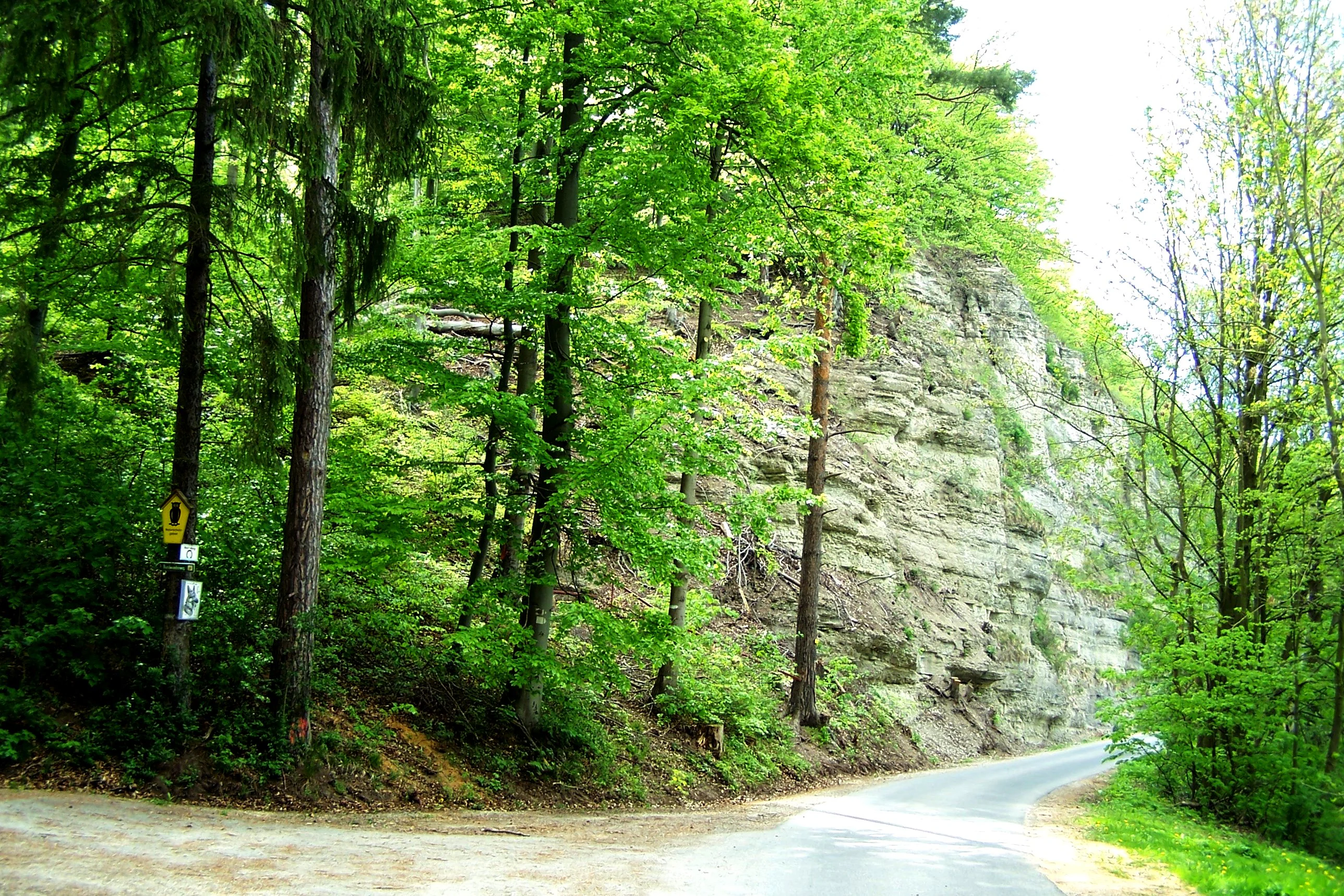 A paved road curves to the right through a forest with tall trees on the left and a large gray rocky cliff face on the right, with a yellow road sign visible on the left side