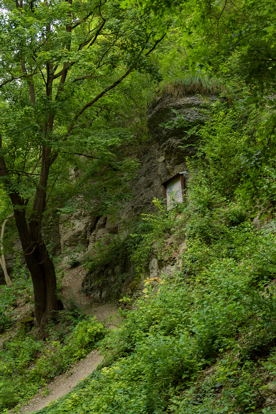 A narrow dirt path curves through a dense green forest, flanked by a rocky cliff face on the right with a small wooden sign attached.