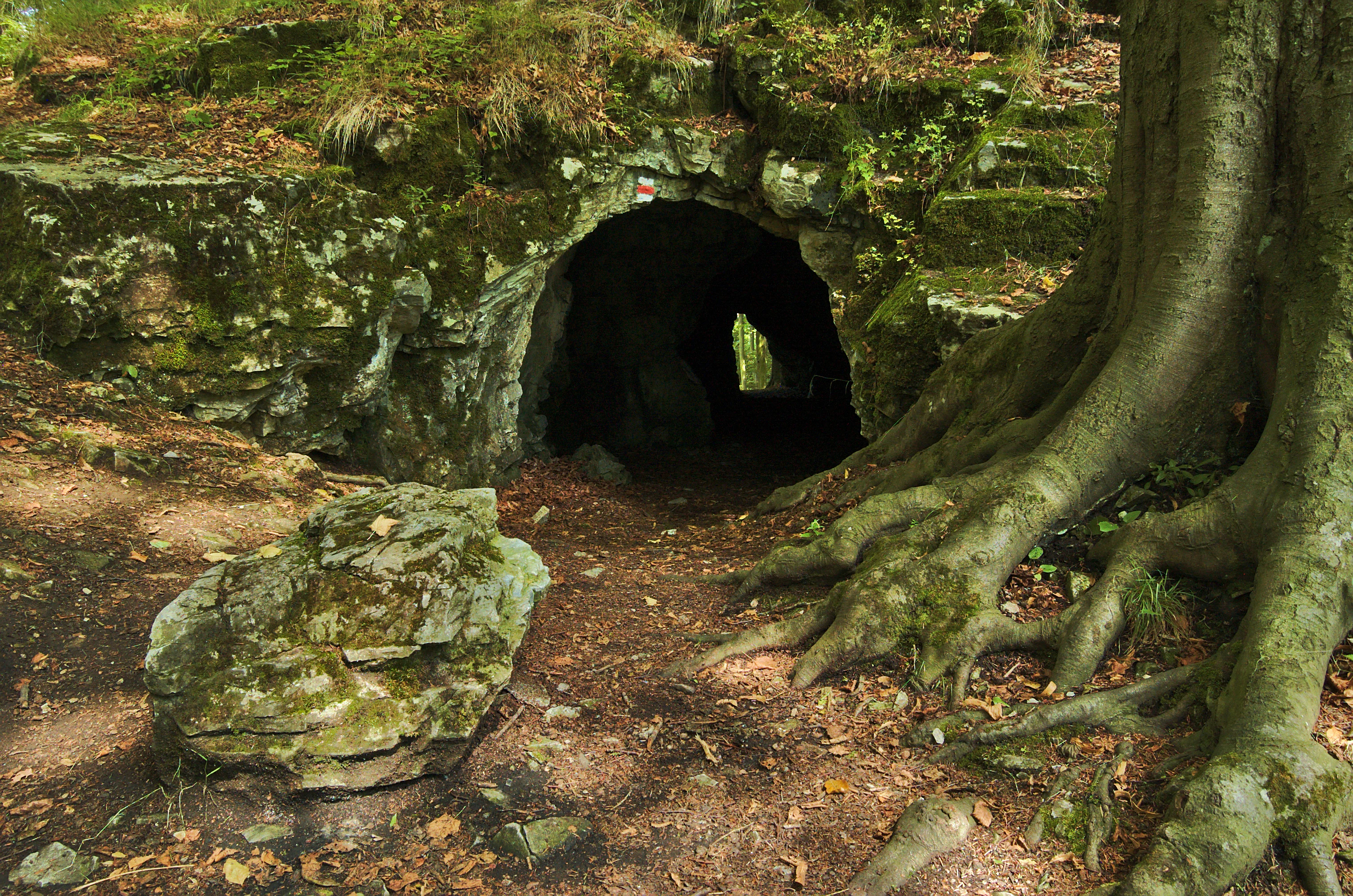 A view of a natural limestone arch or cave entrance in a forested area, with a large tree root system in the foreground.