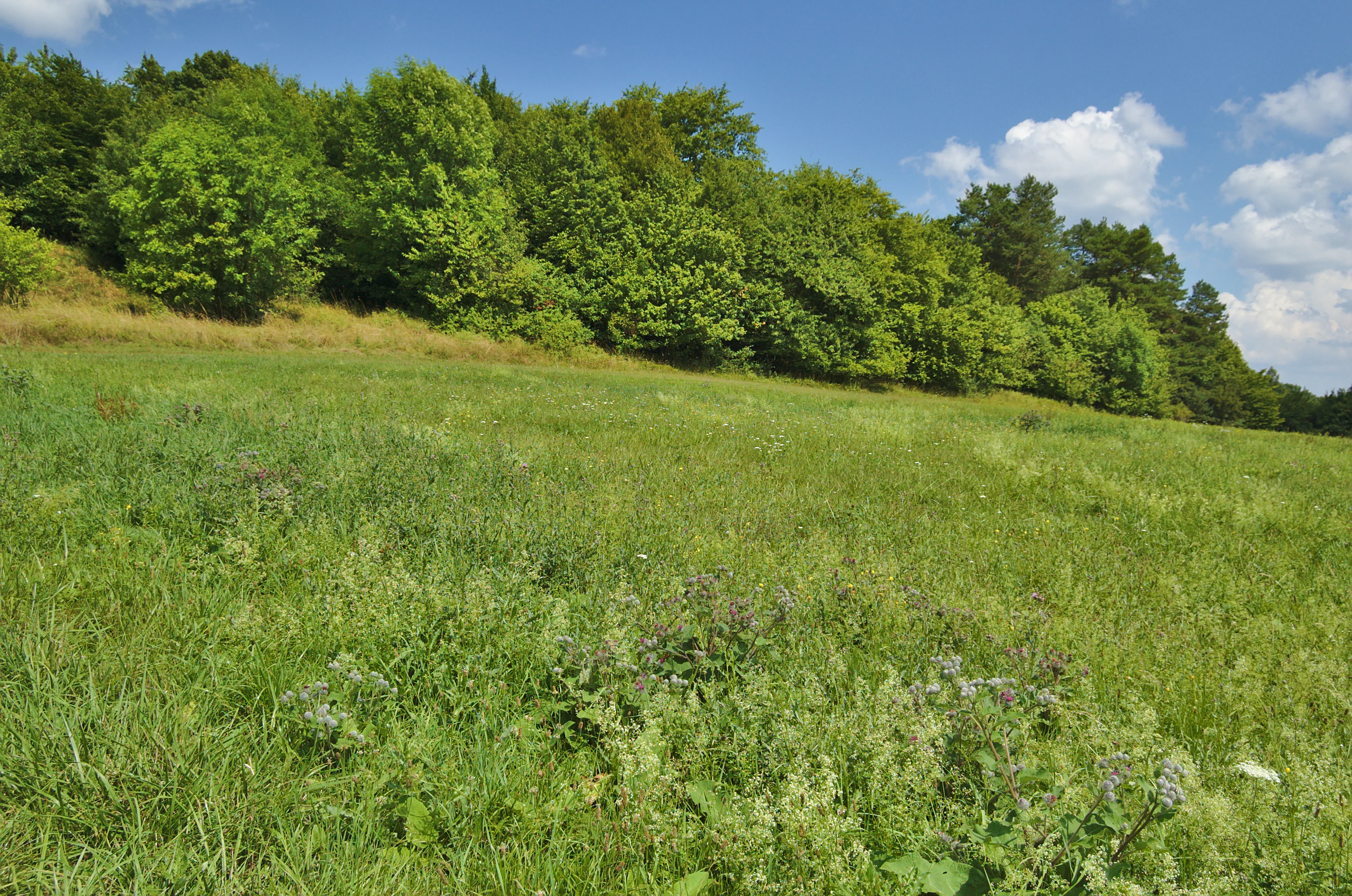 A wide, grassy meadow in the foreground leading to a dense line of lush green trees under a bright blue sky with scattered clouds.