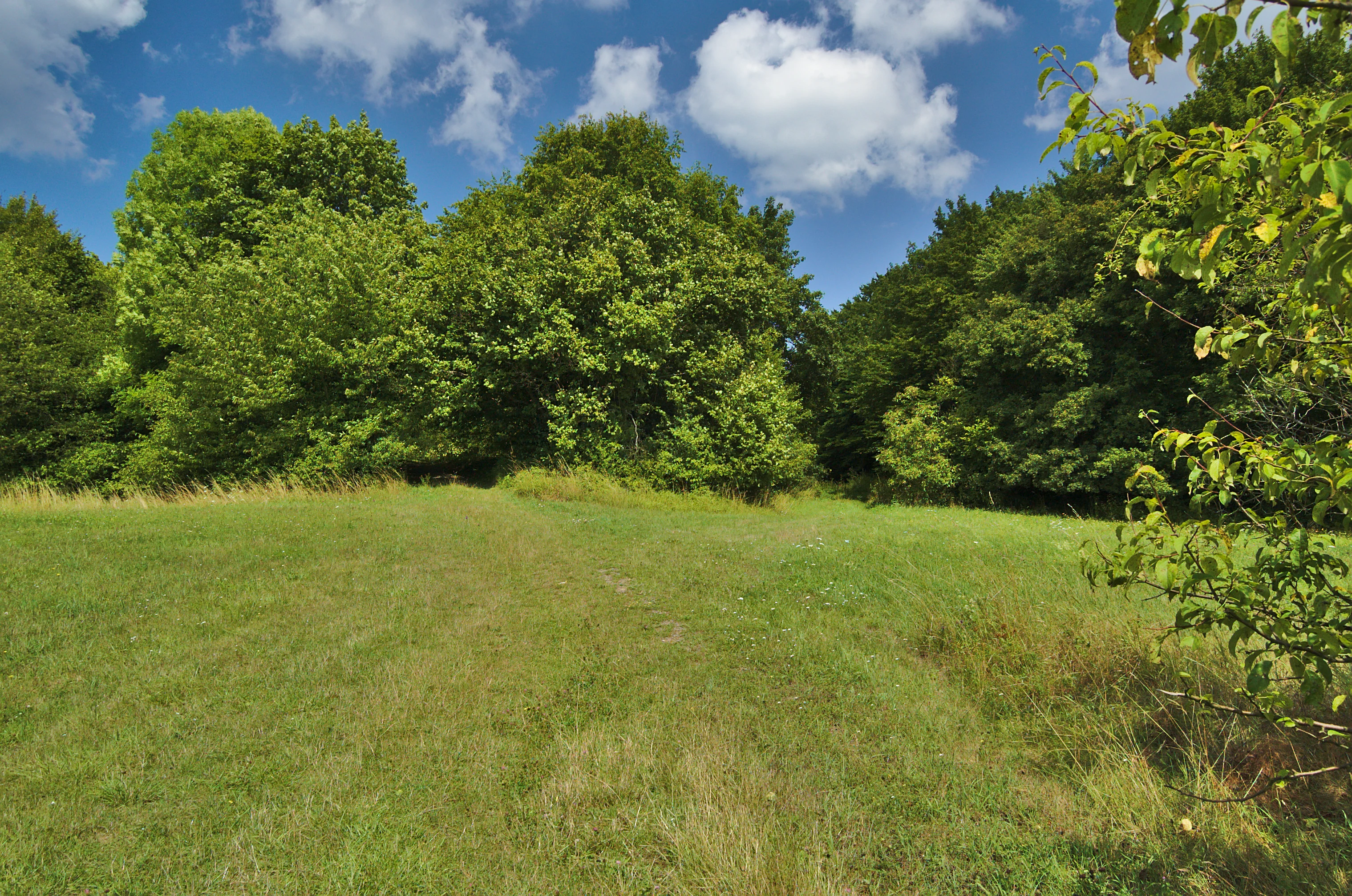 A green grassy meadow transitioning into a dense forest under a blue sky with white clouds.