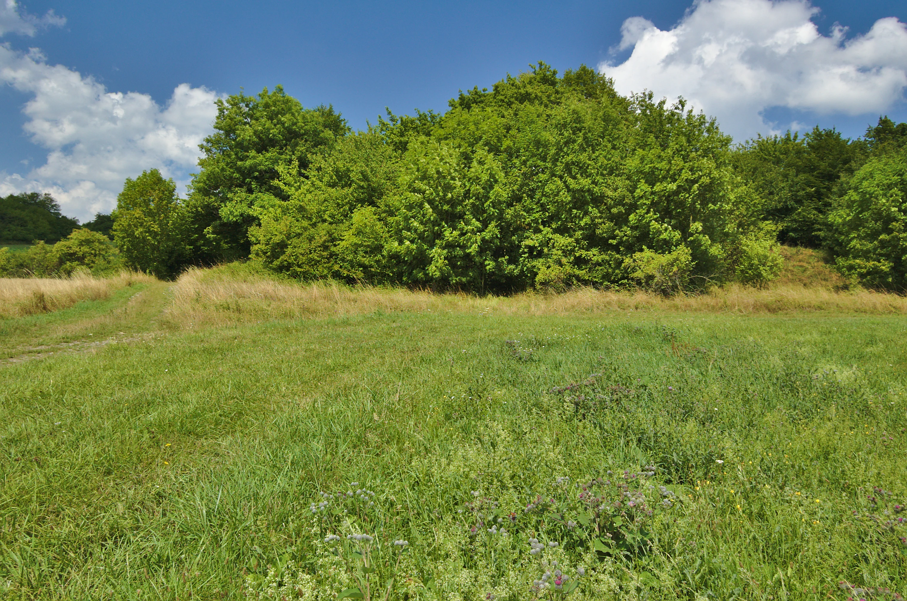 A wide view of a vibrant green meadow in the foreground leading to a dense line of deciduous trees under a partly cloudy blue sky.