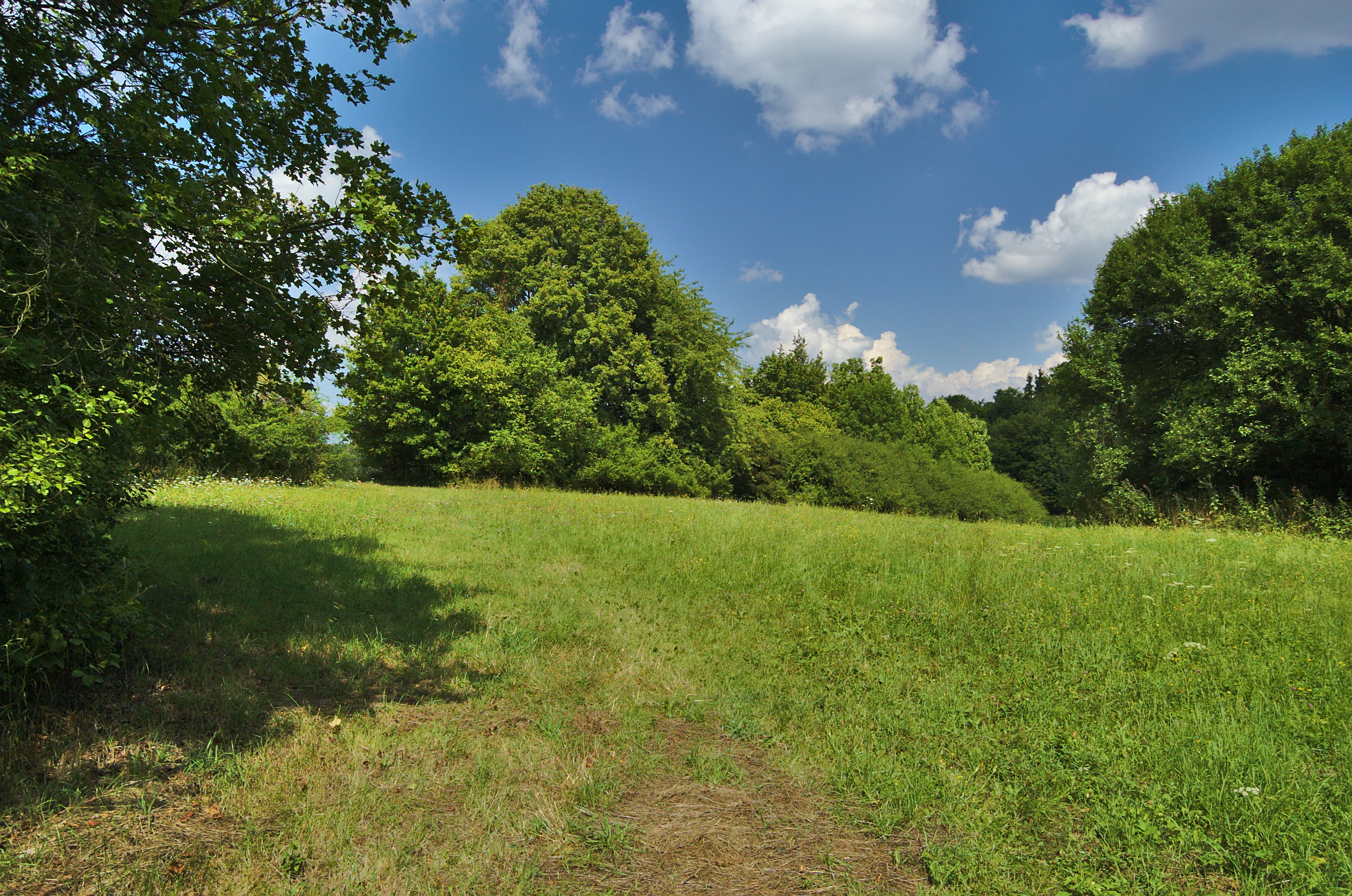A wide, sunny meadow with green grass leading toward a line of deciduous trees under a blue sky with scattered clouds.