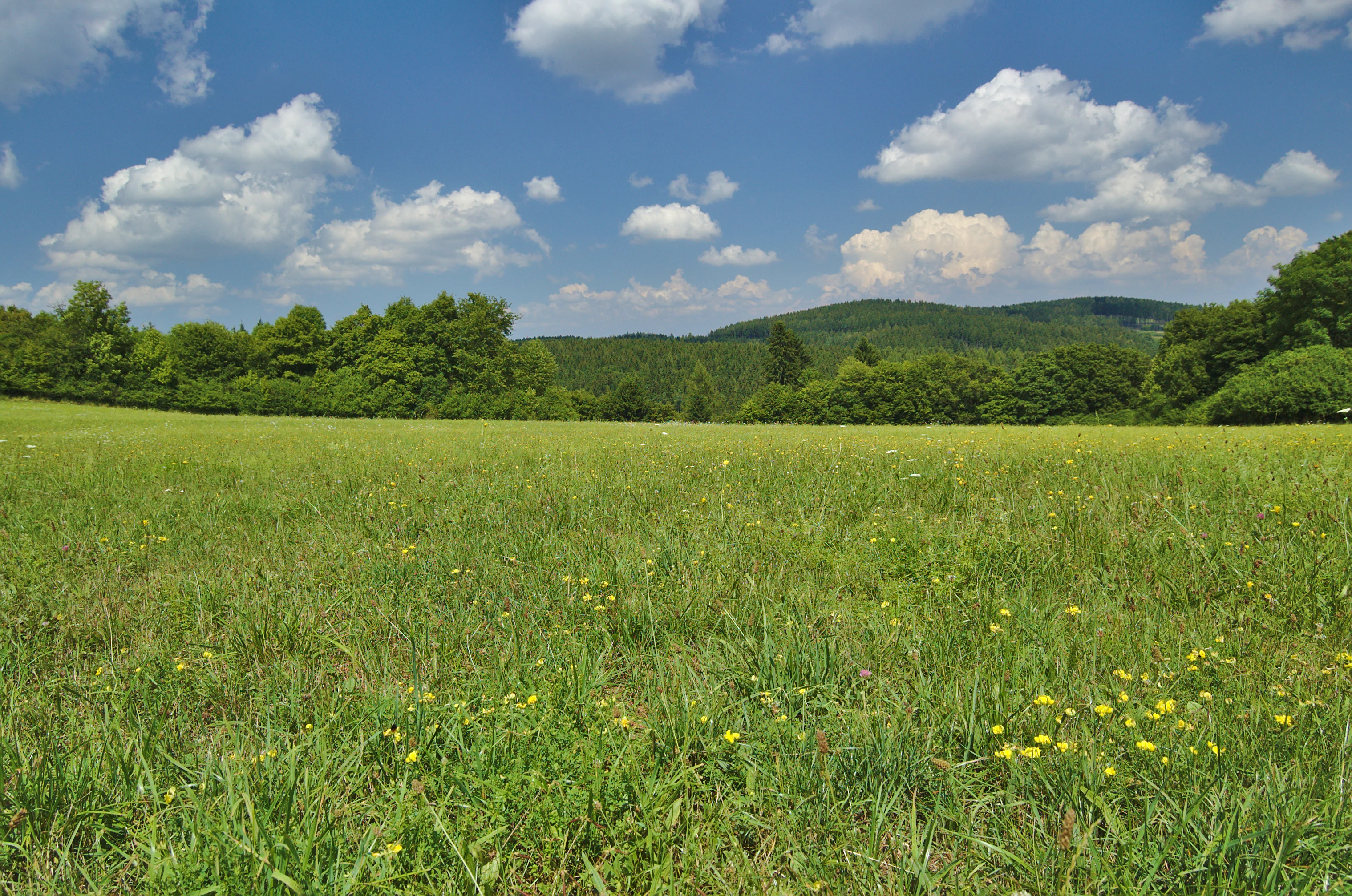 A wide, eye level shot of a lush green meadow filled with small yellow wildflowers, leading to a line of dense green forest with rolling forested hills in the background under a blue sky with scattered clouds.