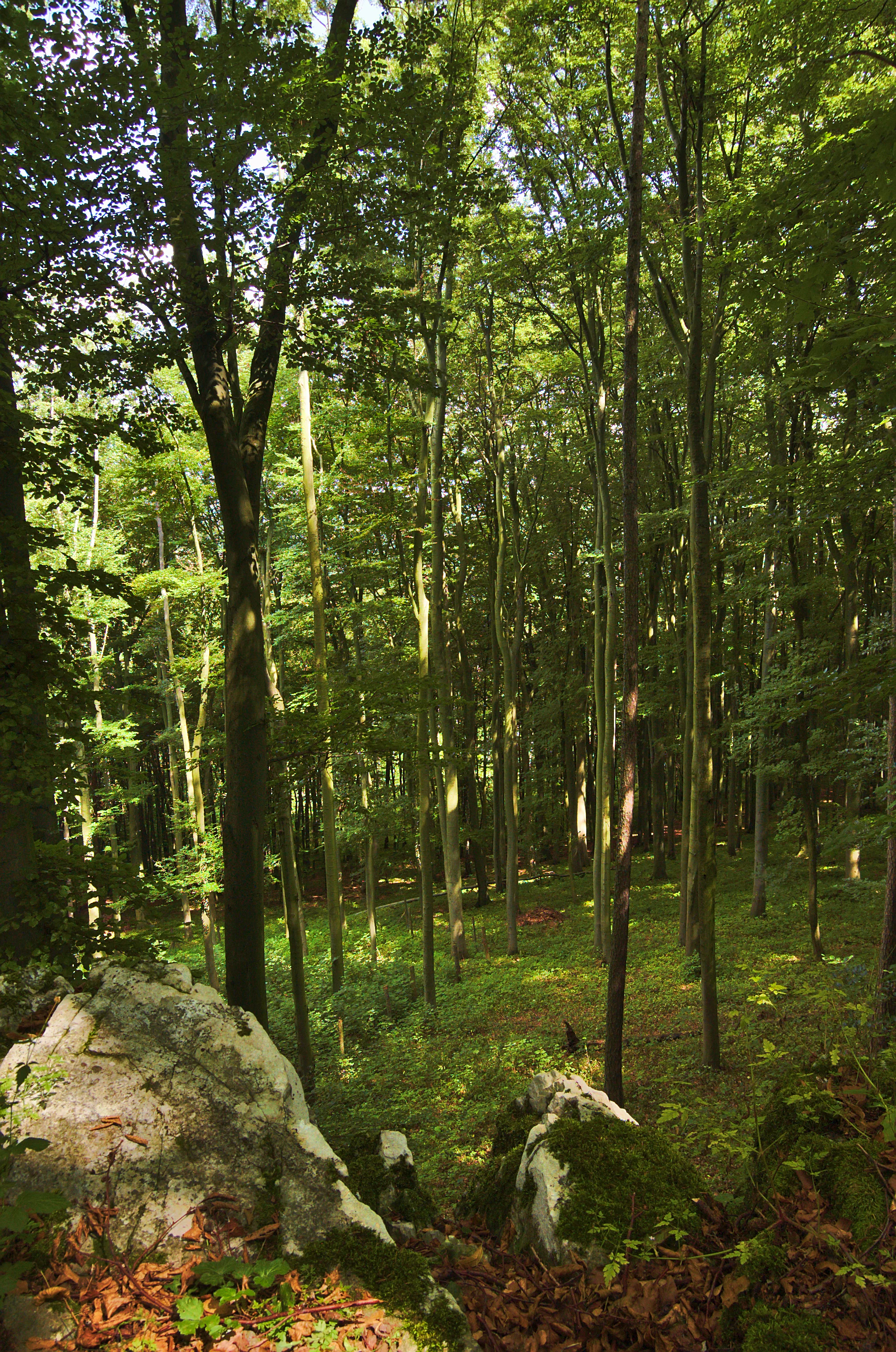 A view into a dense forest with tall, slender trees, sun-dappled green leaves, and large moss-covered limestone rocks in the foreground.