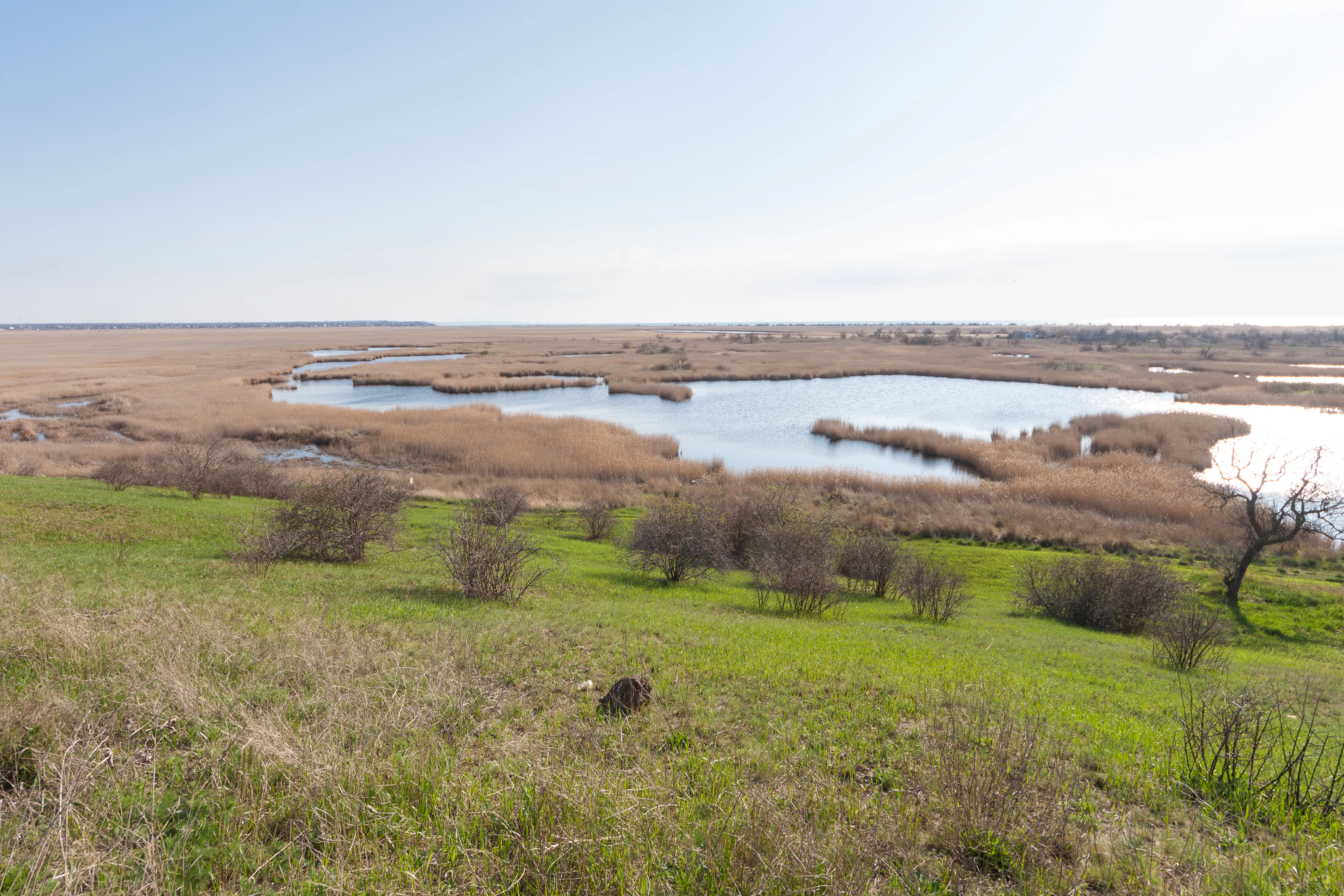 Open grassy field with scattered bushes, water channels, and distant horizon under clear sky