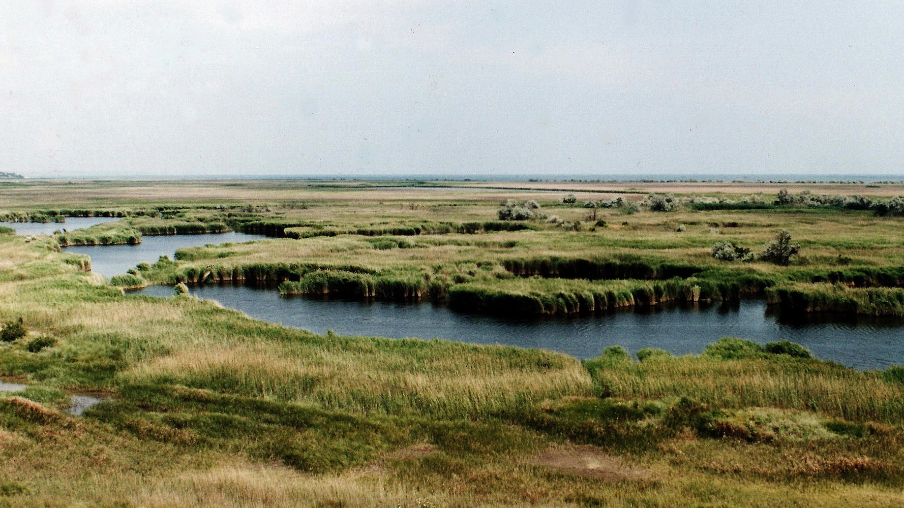 Wide view of a river floodplain with winding water channels and grassy wetlands under a clear sky.