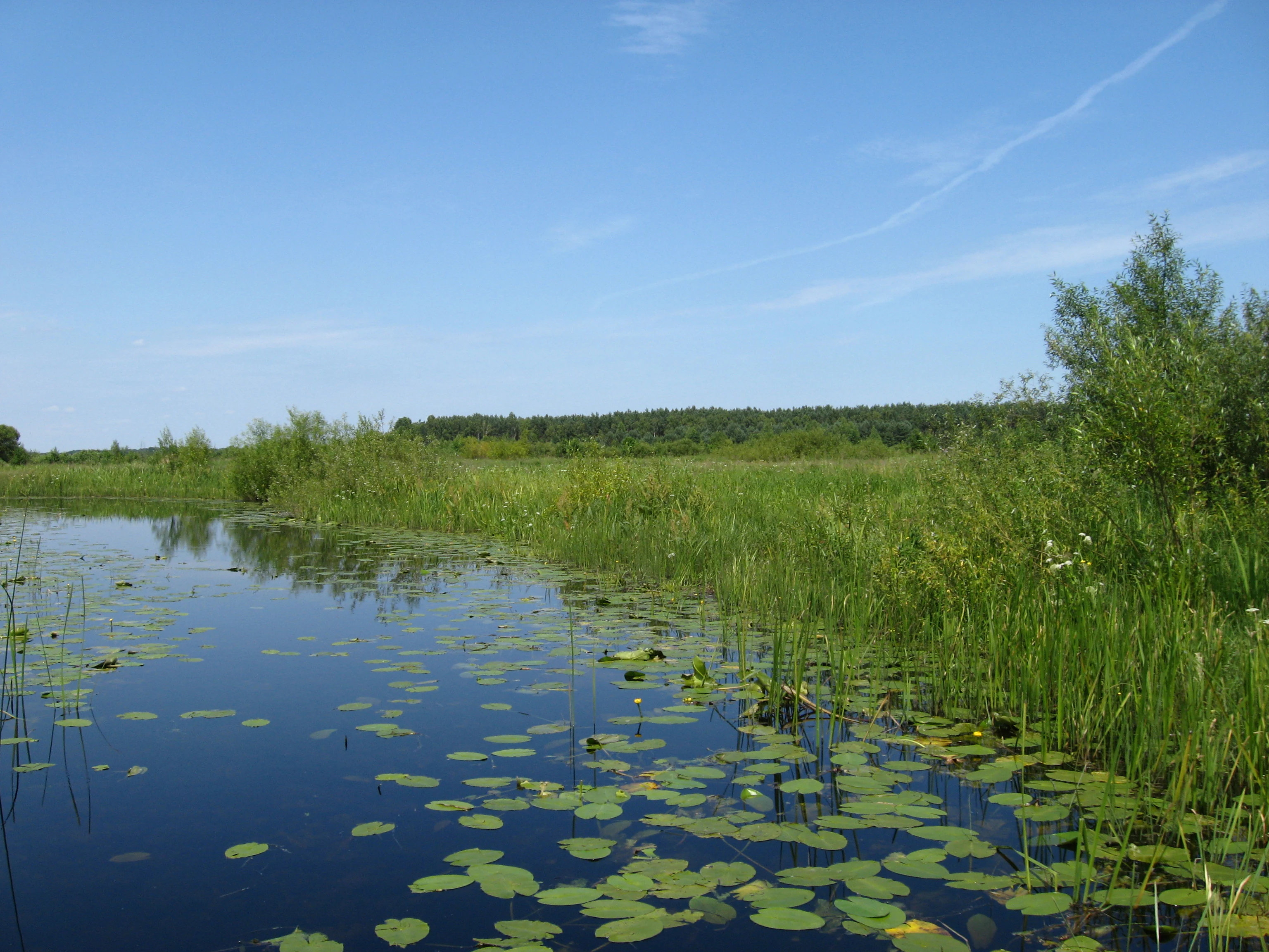 Calm river channel with lily pads, surrounded by tall grasses and vegetation under a clear blue sky