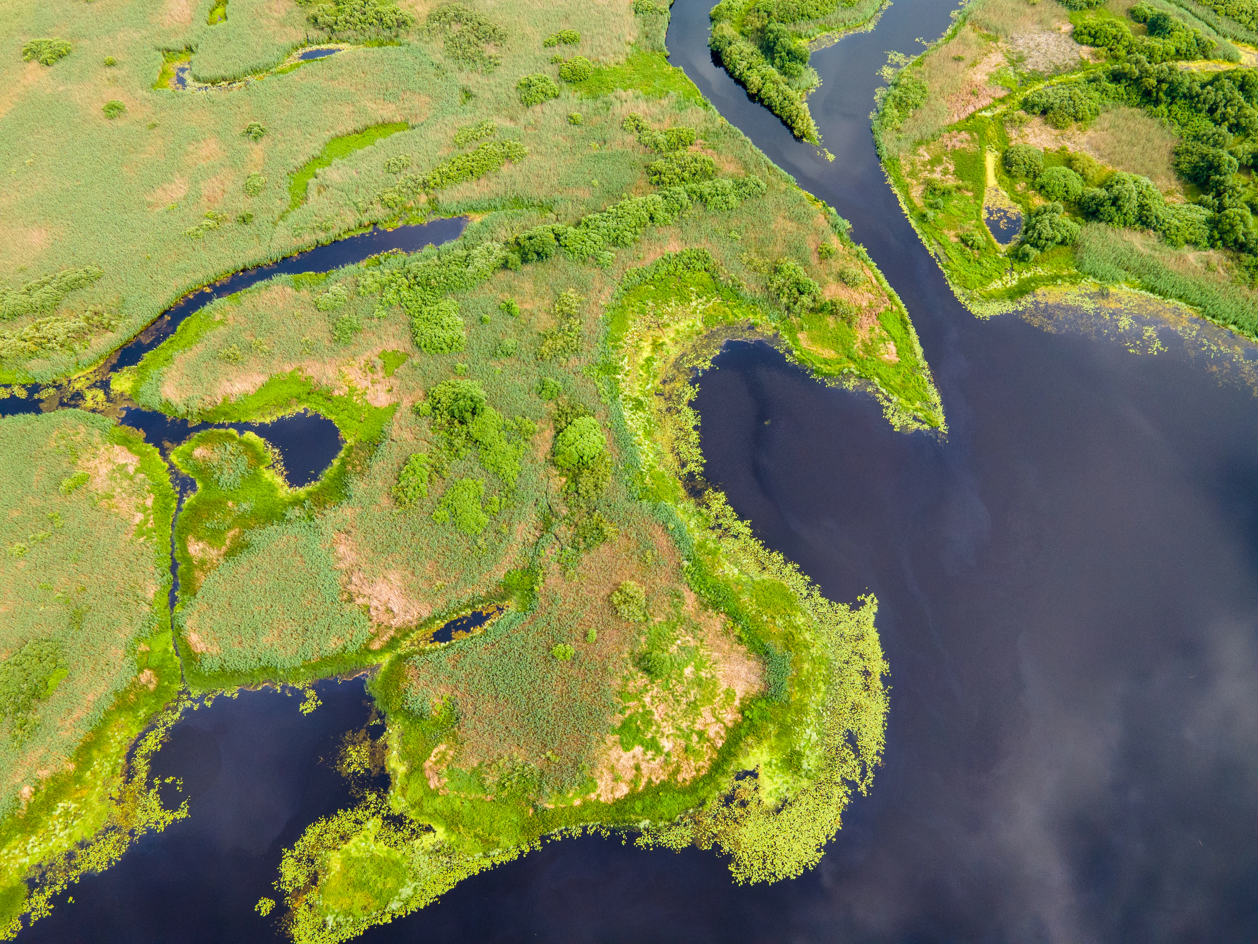 Aerial photograph of a wetland landscape with winding rivers, green meadows, and patches of vegetation in Ukraine's Prypiat-Stokhid National Nature Park