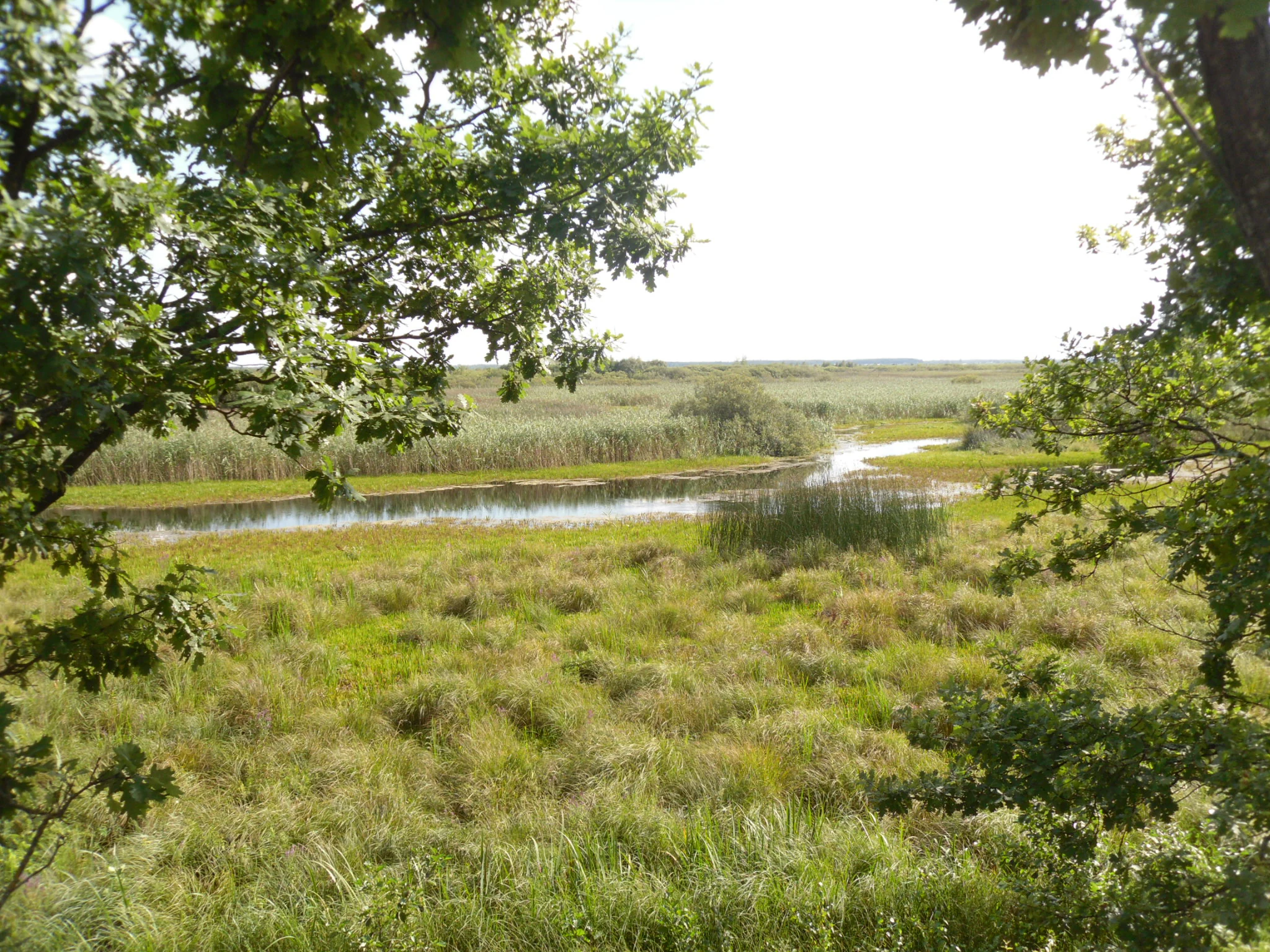 River flowing through grassy wetland with trees in foreground and distant grasses under bright sky