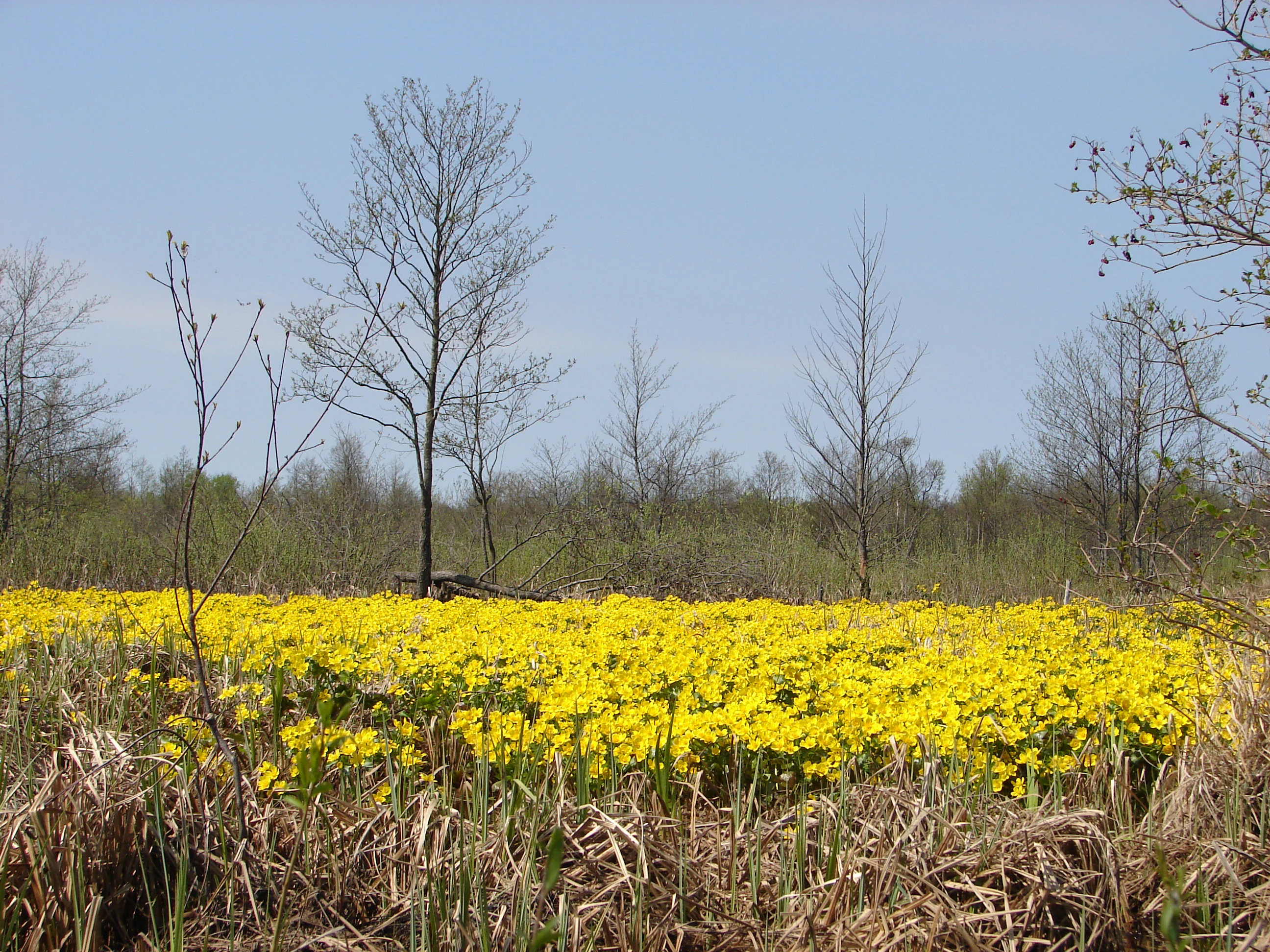 A field of yellow marsh marigold flowers with dry grasses in the foreground and a leafless tree in the background under a clear blue sky