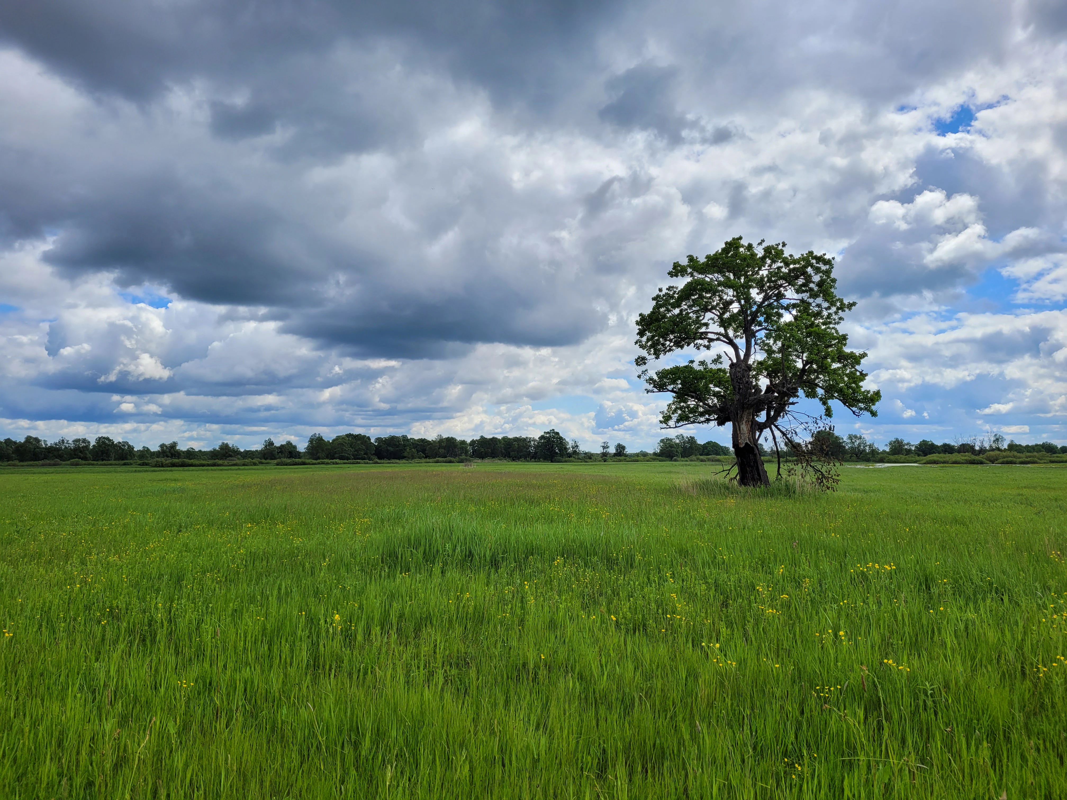 Vast green meadow with scattered yellow flowers under a partly cloudy sky, featuring a single tree in the midground