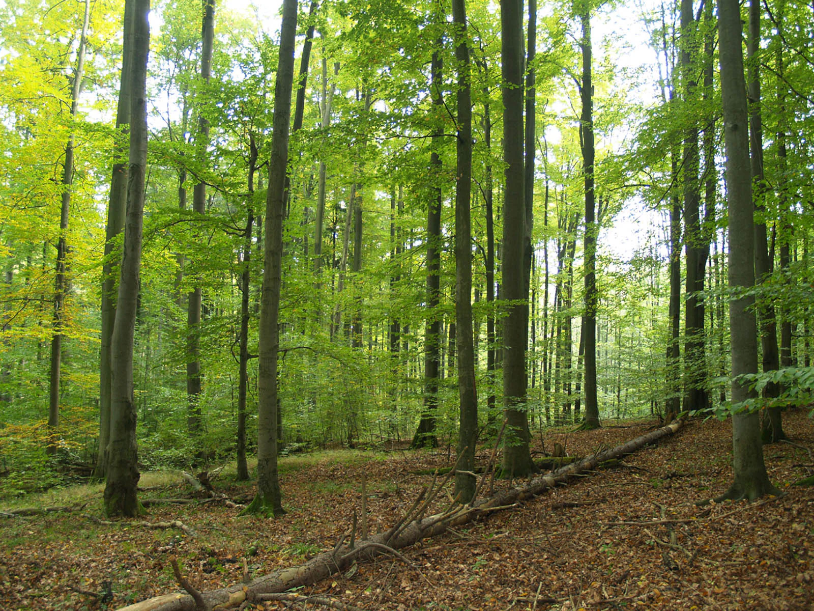 A dense, green beech forest in late summer, with a fallen tree trunk lying on the leaf-covered forest floor.