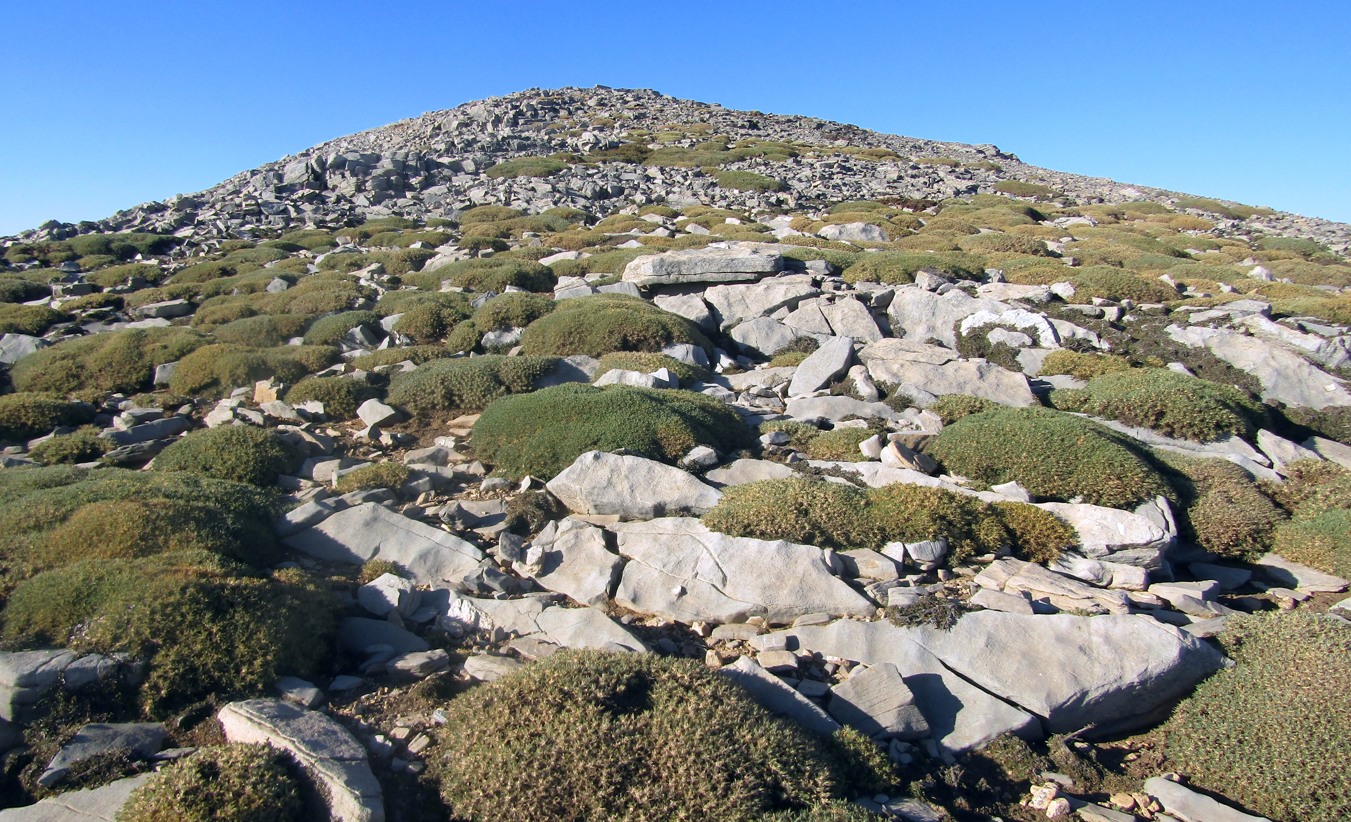 Una ladera montañosa rocosa y de gran altitud cubierta de arbustos verdes, bajos y redondeados, bajo un cielo azul despejado.