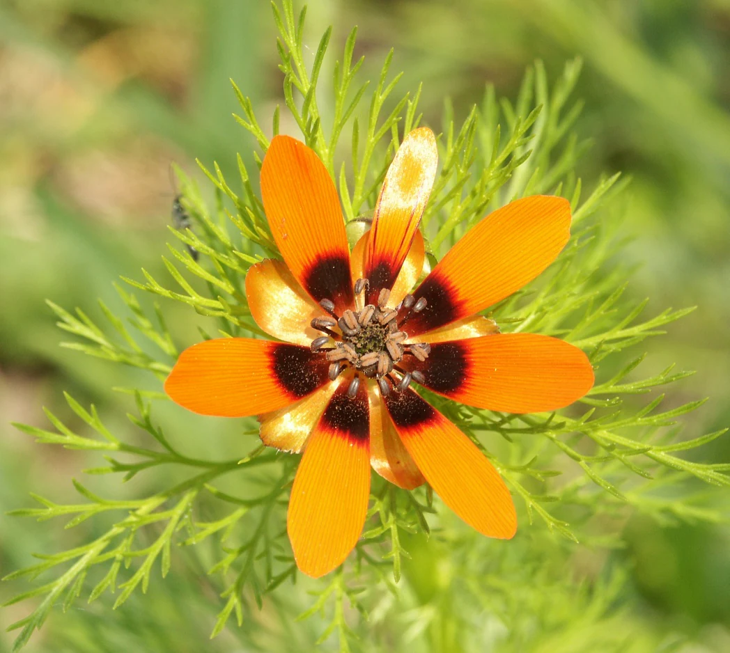 A close-up view of a vibrant orange summer pheasant's eye flower featuring a distinct dark red center and finely divided green foliage.