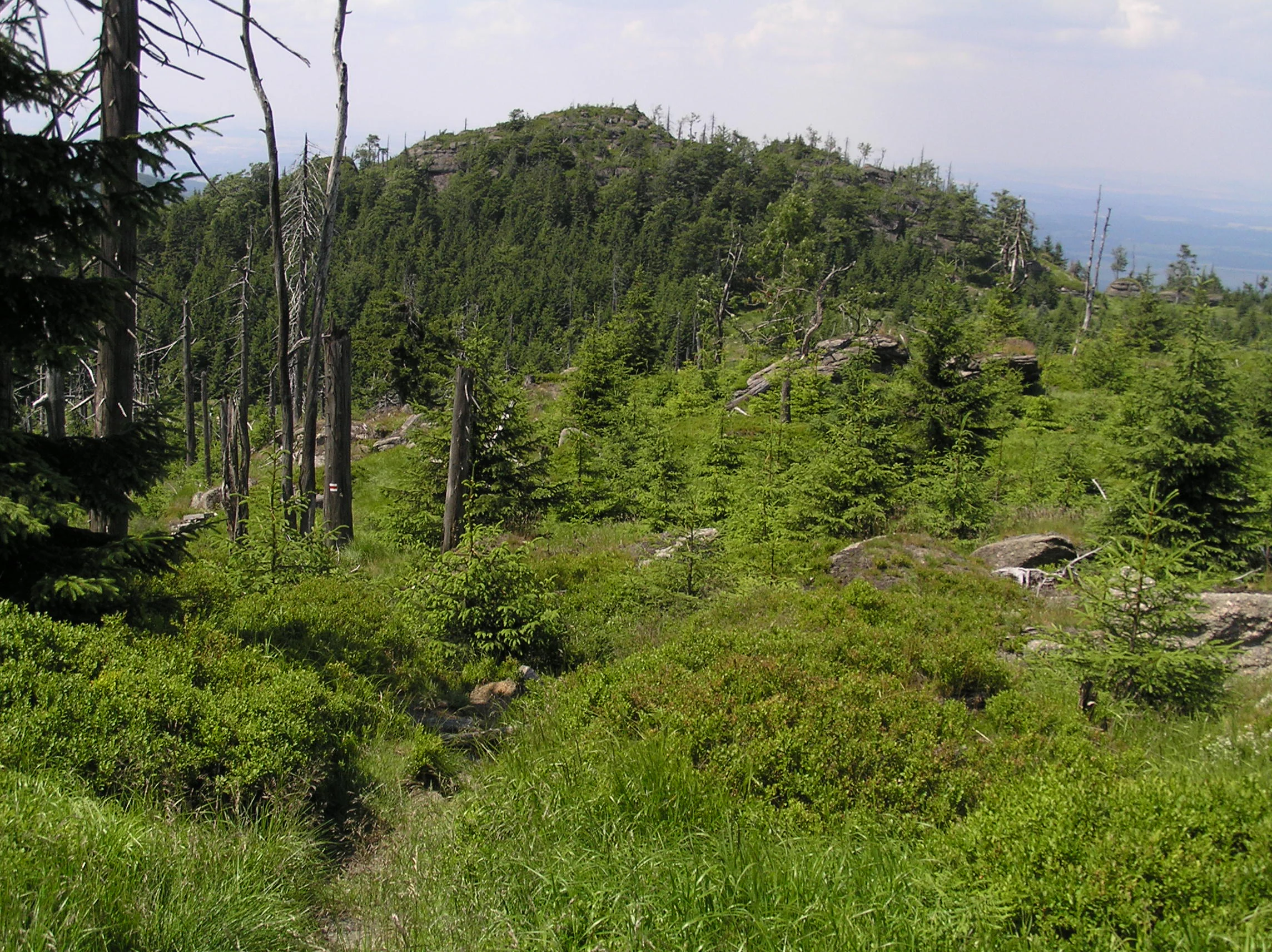 A mountainous landscape showing a forested summit with exposed granite rock formations and dead trees in the foreground, taken on a cloudy day.
