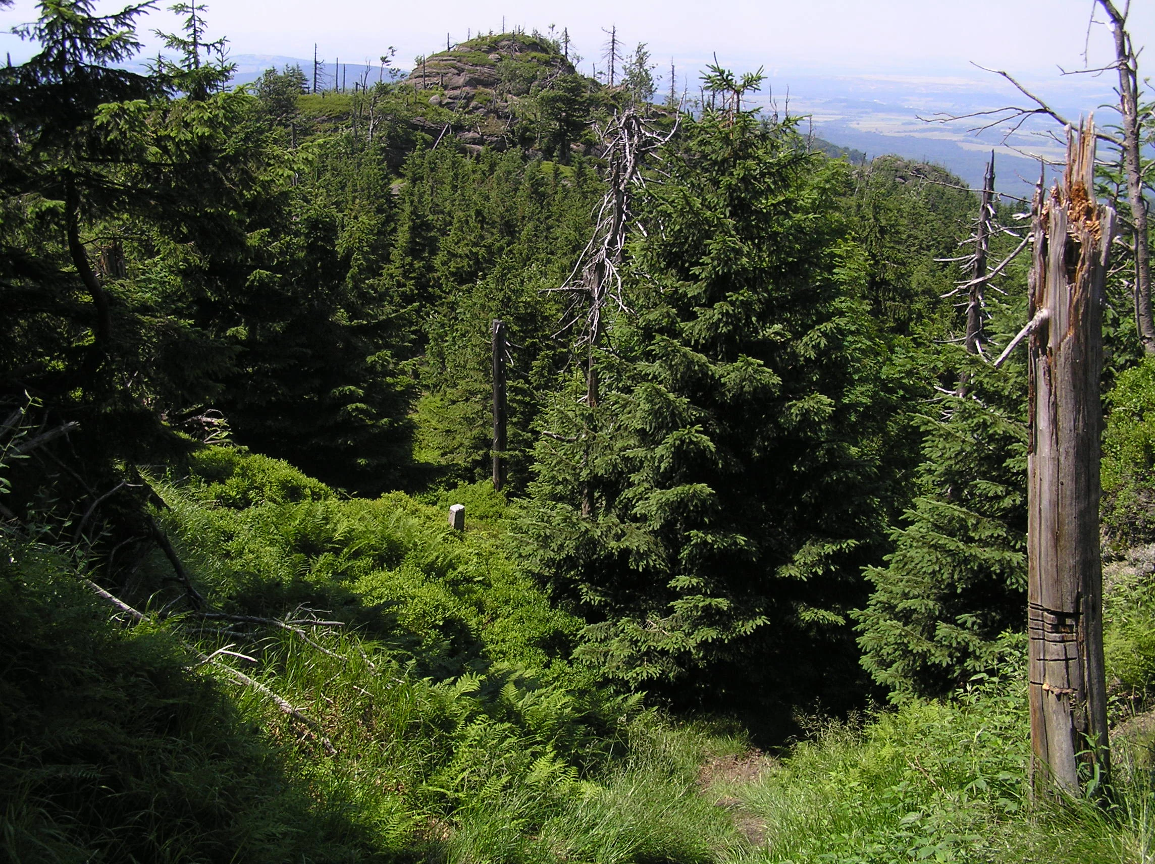 A view of a rocky, forested mountain peak in Ptačí kupy, showing dense coniferous trees, a prominent dead tree trunk in the foreground, and distant valley landscape under a clear sky.