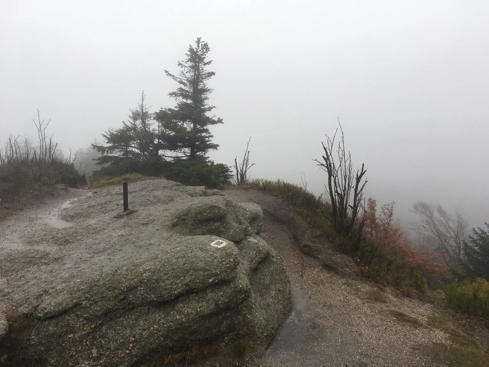 Granite rock formation at the mountain peak of Ptaci kupy, with pine trees and dense mountain fog in the background.