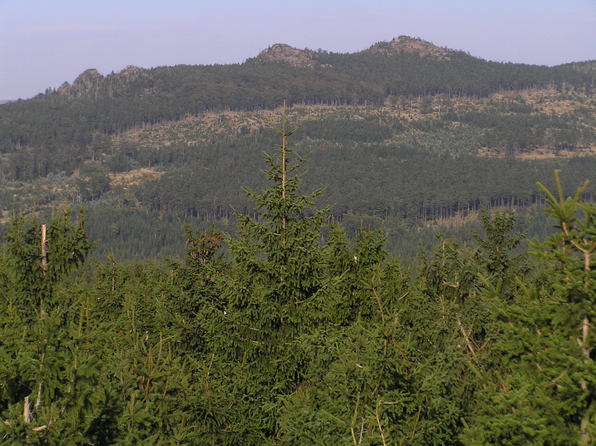A wide landscape view of the Ptačí kupy mountains covered in coniferous forest with rocky outcrops visible on the ridgeline, seen over a foreground of dense spruce trees.