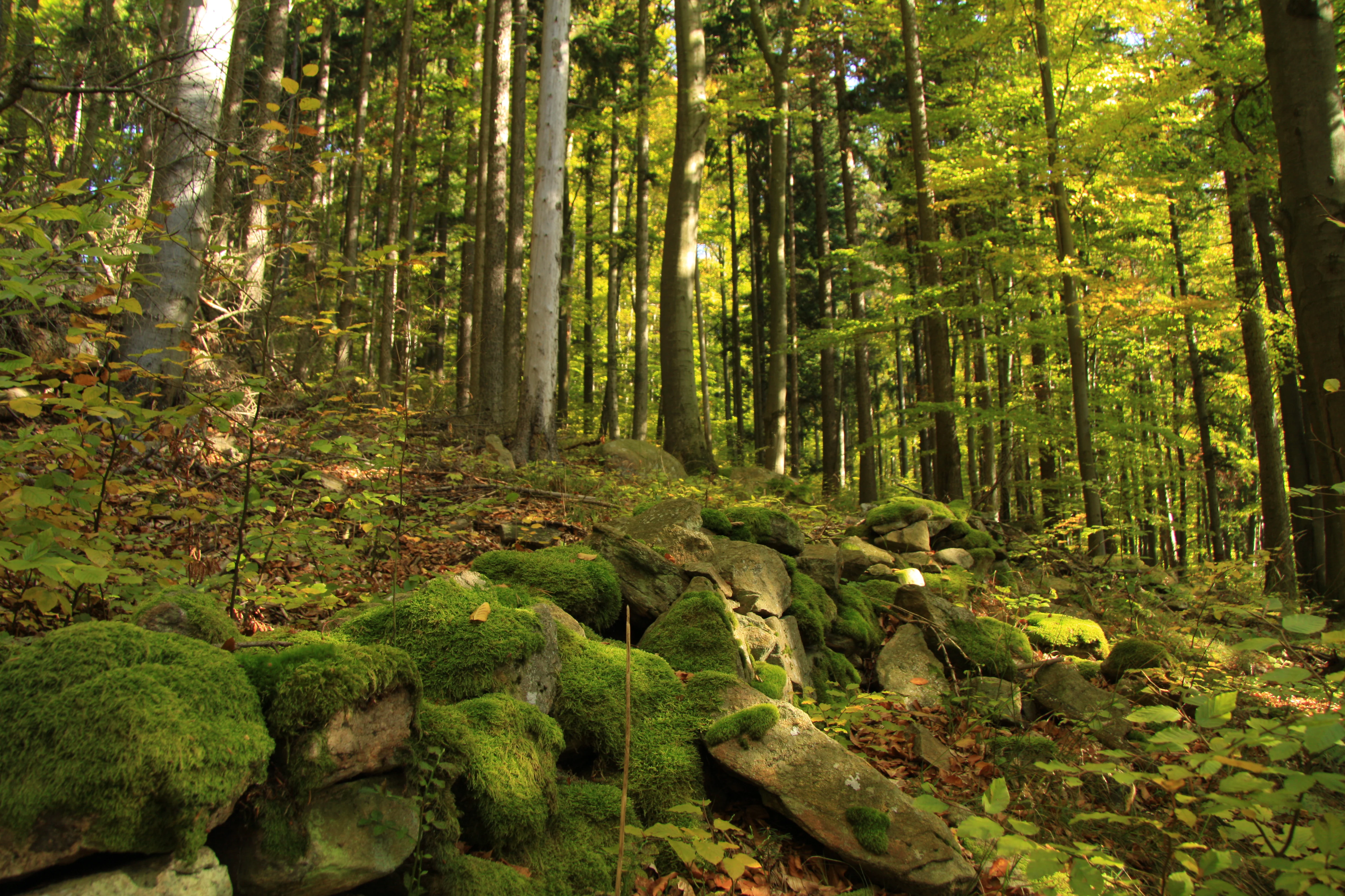 A forest scene in autumn featuring tall trees and a foreground of large boulders heavily covered in green moss.