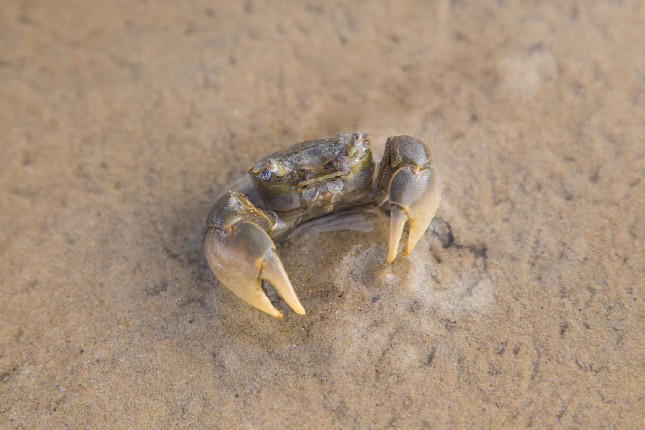 A small mud crab with dark greyish-brown coloring rests on smooth, damp light-brown sand or mud.