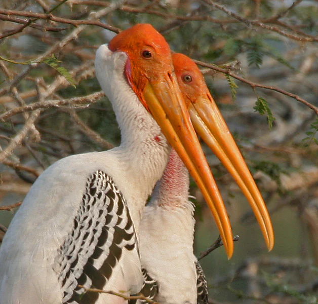 Close-up portrait of two painted storks with distinct orange heads and long yellow bills, positioned side-by-side against a background of thin, leafless branches.