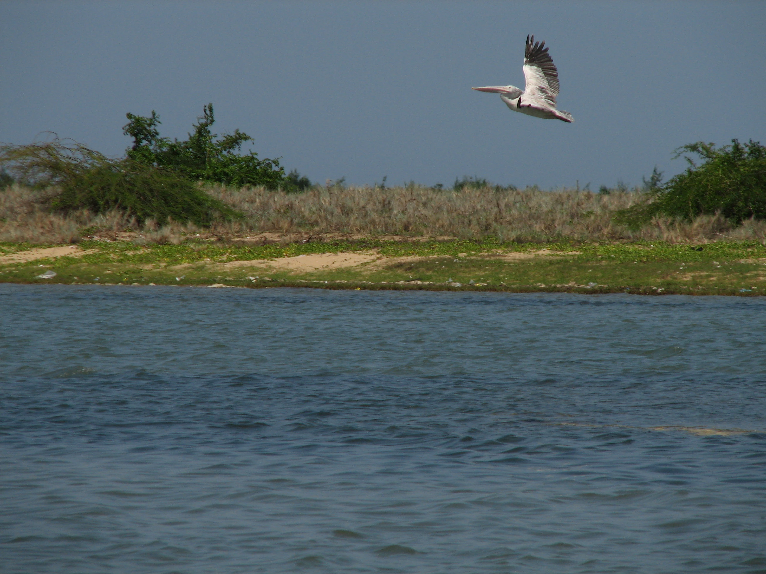 A large white and grey pelican flies low over the surface of a calm lake with grassy shorelines in the background.