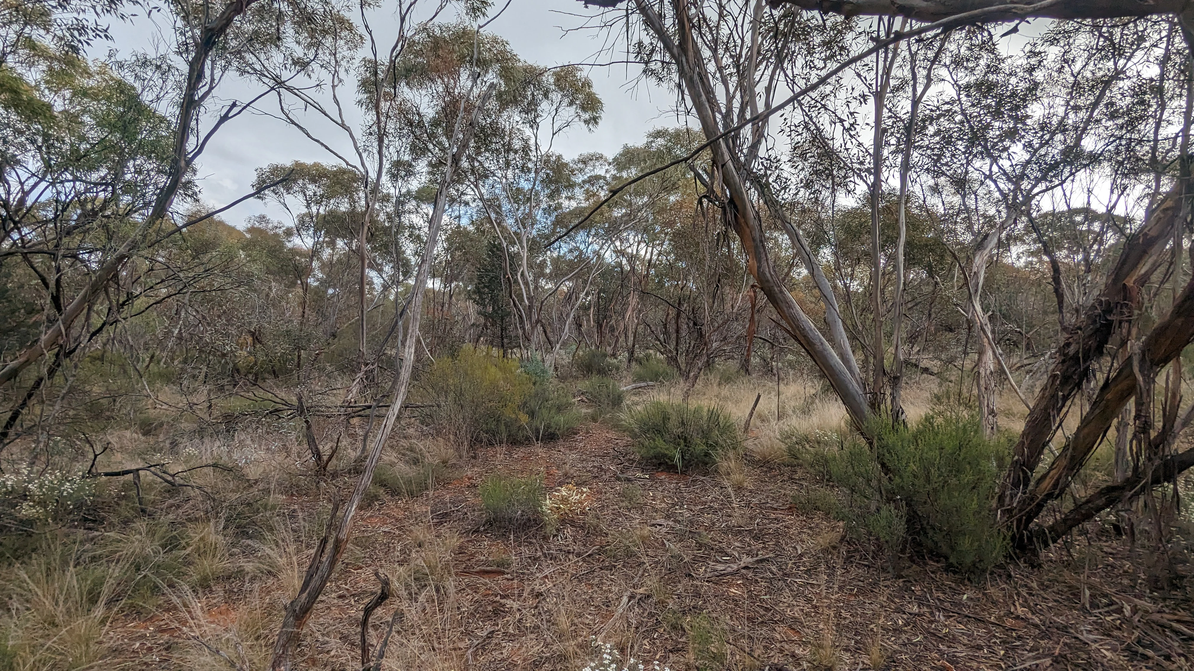 A view of dry mallee woodland with multi-stemmed eucalyptus trees, sparse shrubbery, and leaf litter covering the ground.