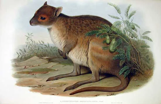 A vintage-style illustration showing a spectacled hare-wallaby resting near a small bush on open ground.