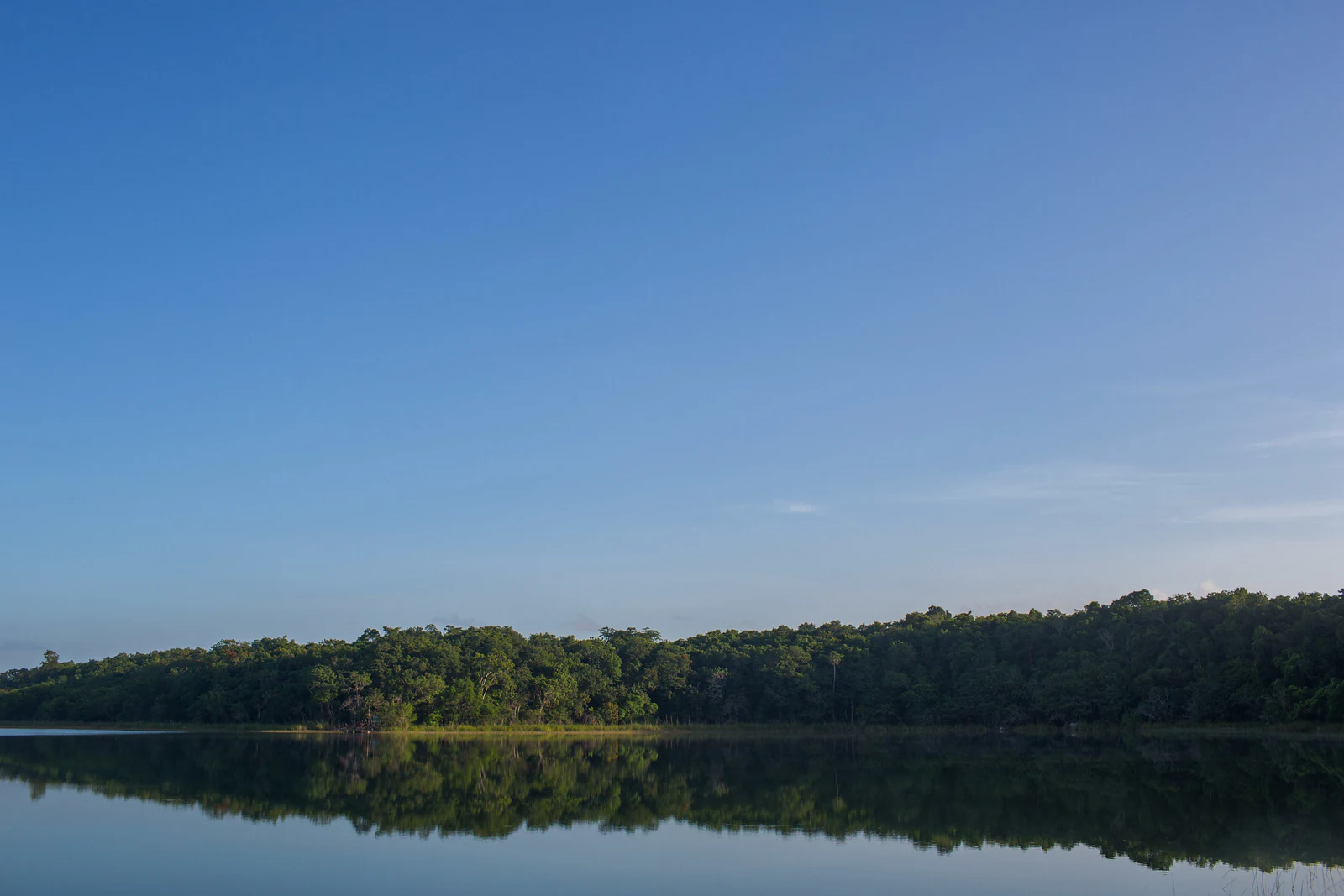 A wide, horizontal view of a calm lagoon in Punta Laguna with a dense line of tropical forest reflecting on the surface of the water under a clear blue sky.