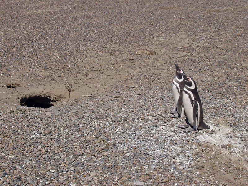 Dos pingüinos de Magallanes de pie juntos sobre una superficie de grava junto a un agujero oscuro excavado en el suelo.