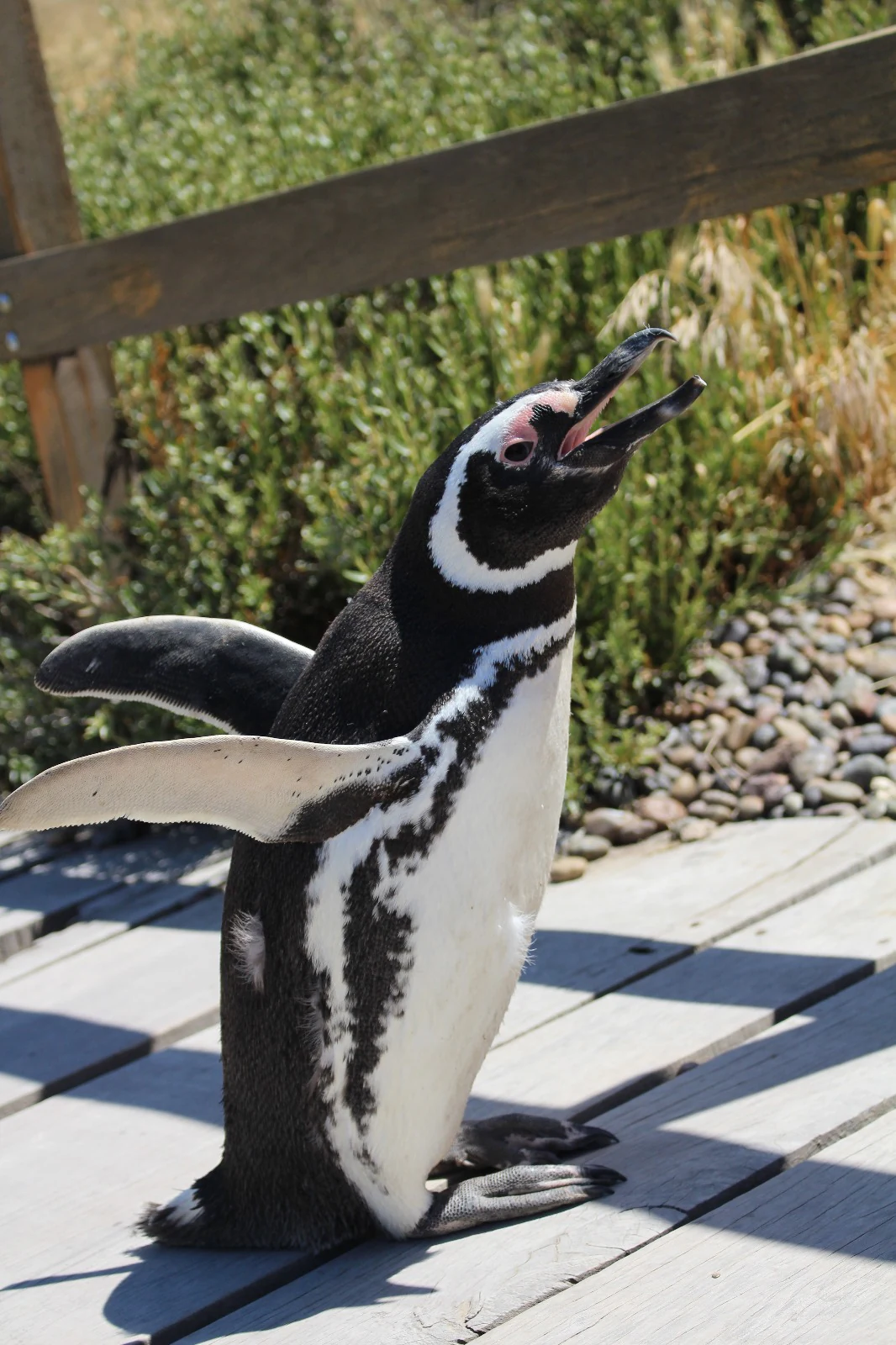 Un pingüino de Magallanes blanco y negro con el pico abierto y las alas extendidas, de pie sobre una pasarela de madera frente a una valla baja de madera y arbustos bajos.