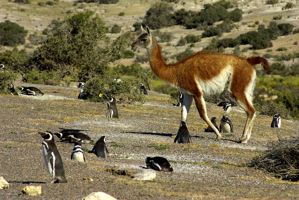 Un guanaco marrón y blanco de pie en una pendiente seca y rocosa, rodeado de varios pingüinos magallánicos blancos y negros.
