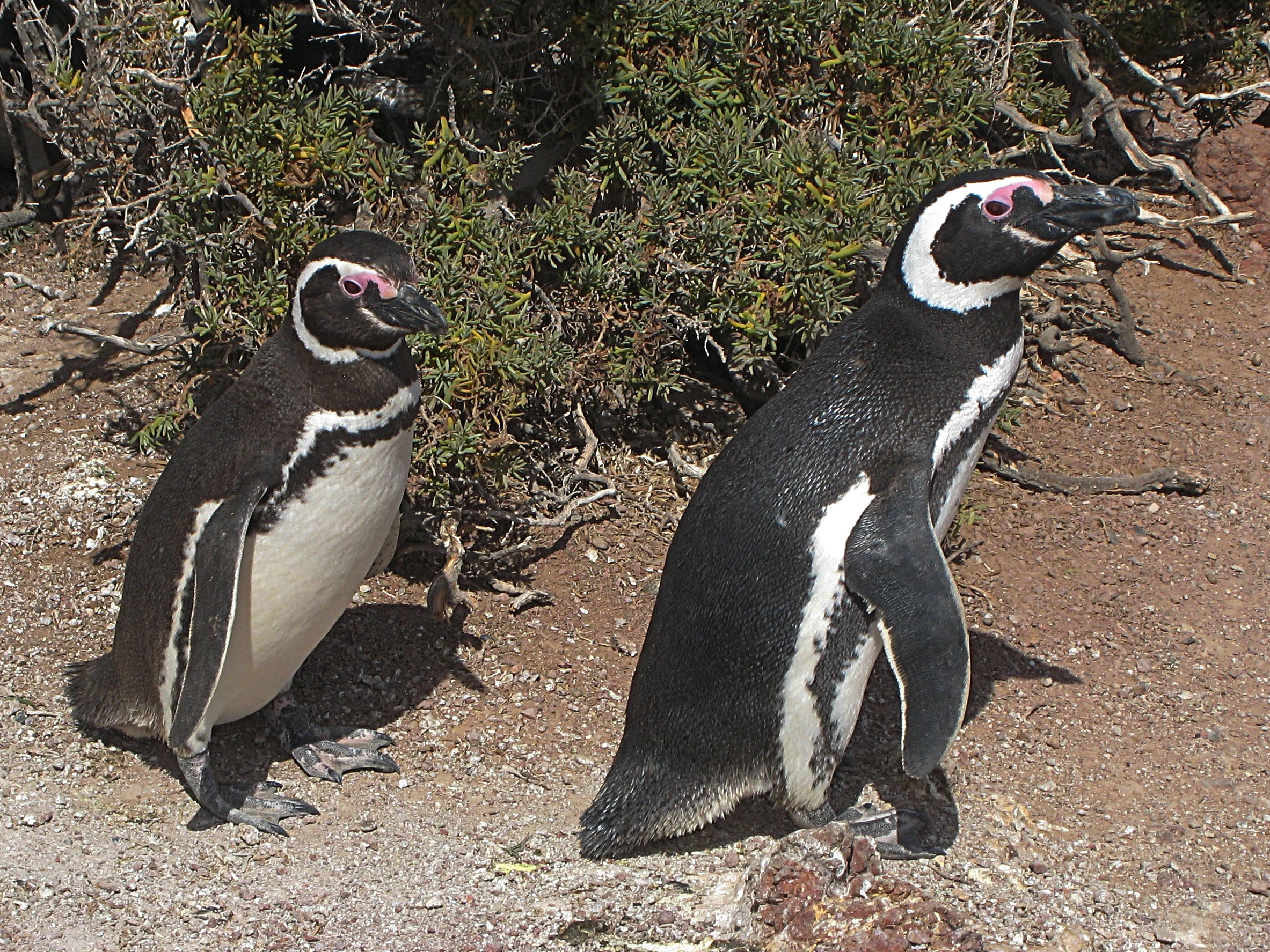 Dos pingüinos de Magallanes adultos de pie sobre un sendero de tierra con vegetación baja de matorral al fondo.