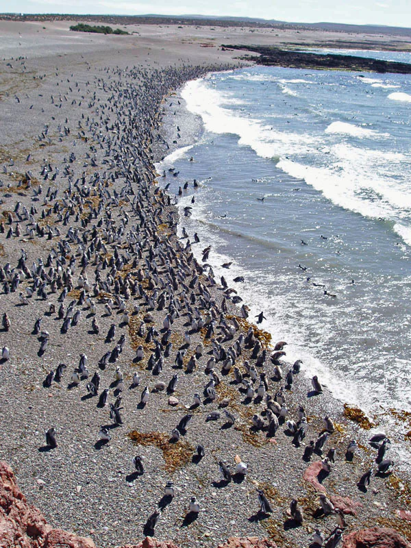 Una vista en ángulo alto de una colonia densamente agrupada de pingüinos a lo largo de una playa de guijarros y el borde del oleaje del océano.