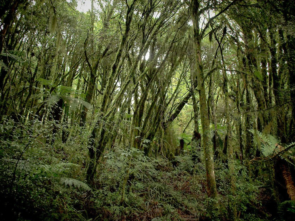A dense, lush rainforest with tall, thin, moss-covered trees and thick green undergrowth including ferns in Pureora Forest Park.