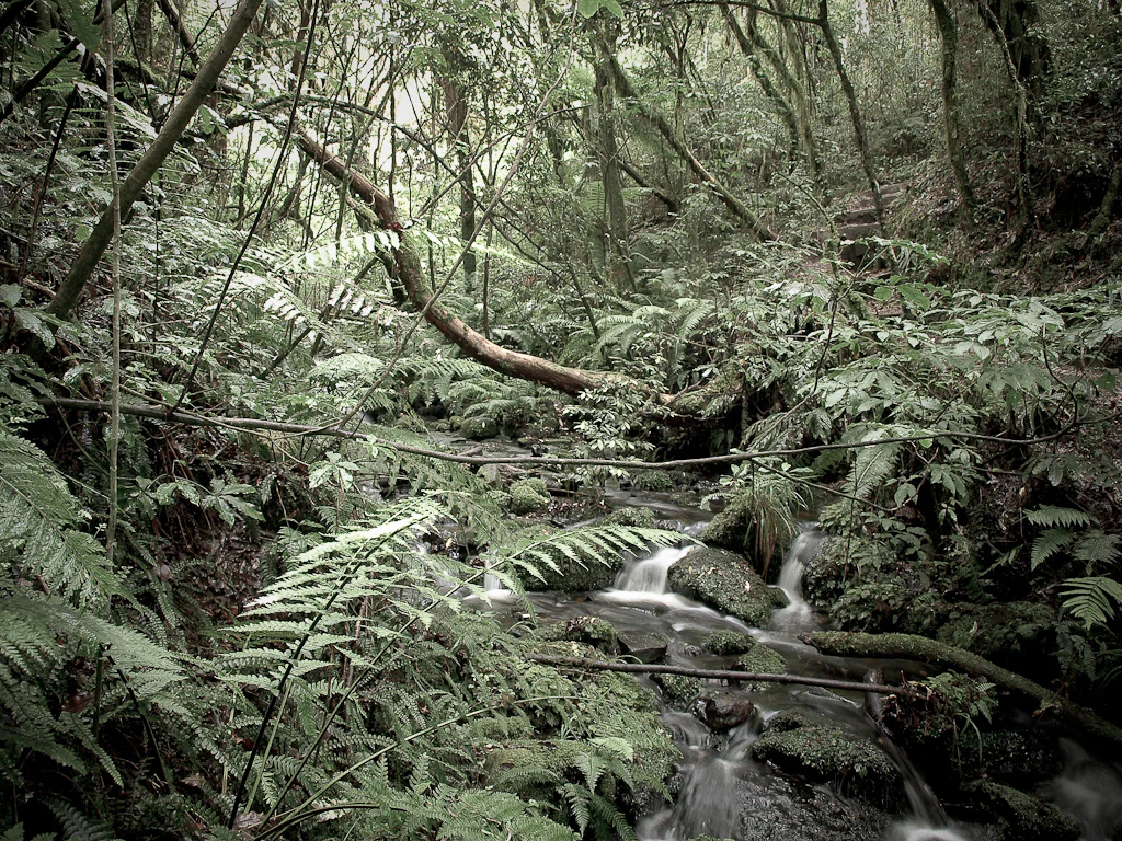 A small stream with long exposure water flow runs over mossy rocks through a dense temperate rainforest with numerous ferns and overhanging trees.