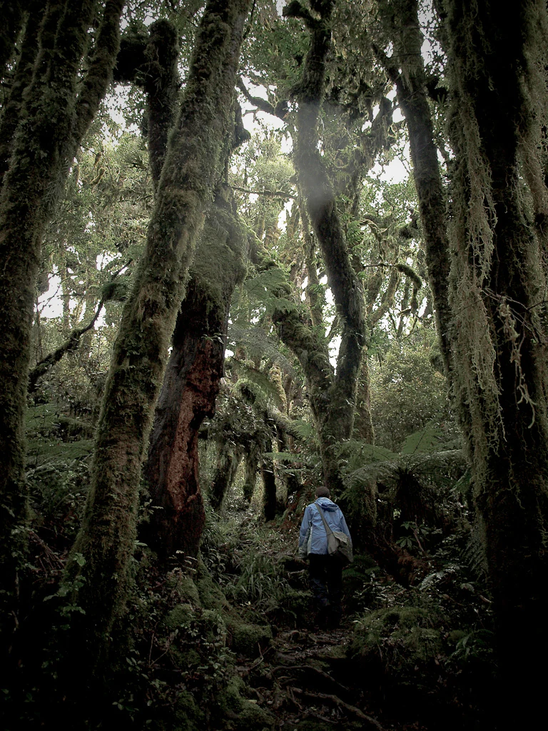 A lone person wearing a blue jacket walking on a narrow dirt path through an ancient, moss-covered rainforest with tall, twisted tree trunks and lush undergrowth.